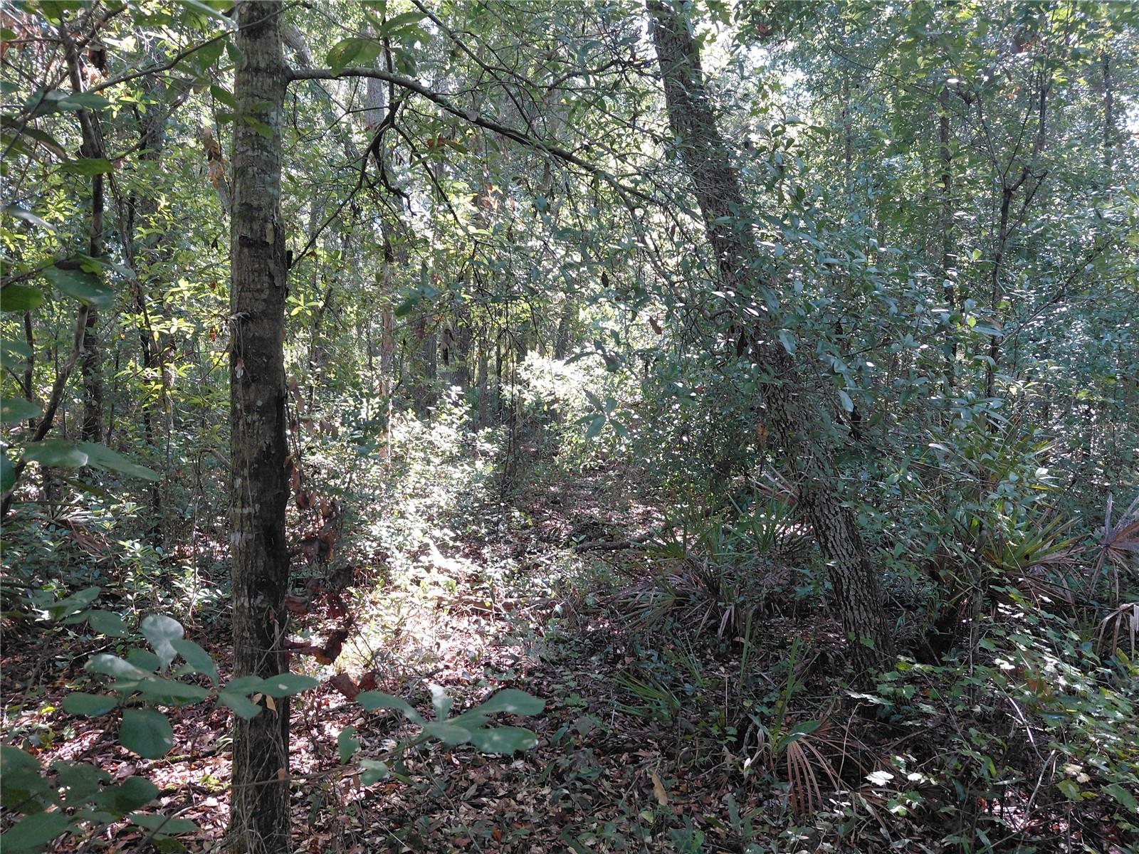 Butternut Dr Property Photo 6