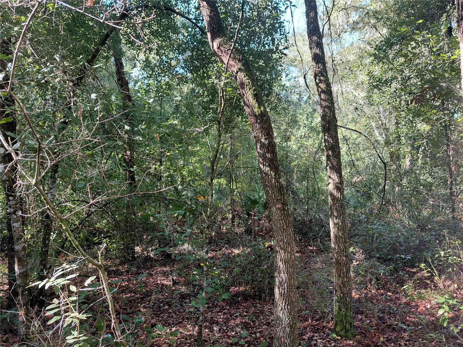 Butternut Dr Property Photo 10