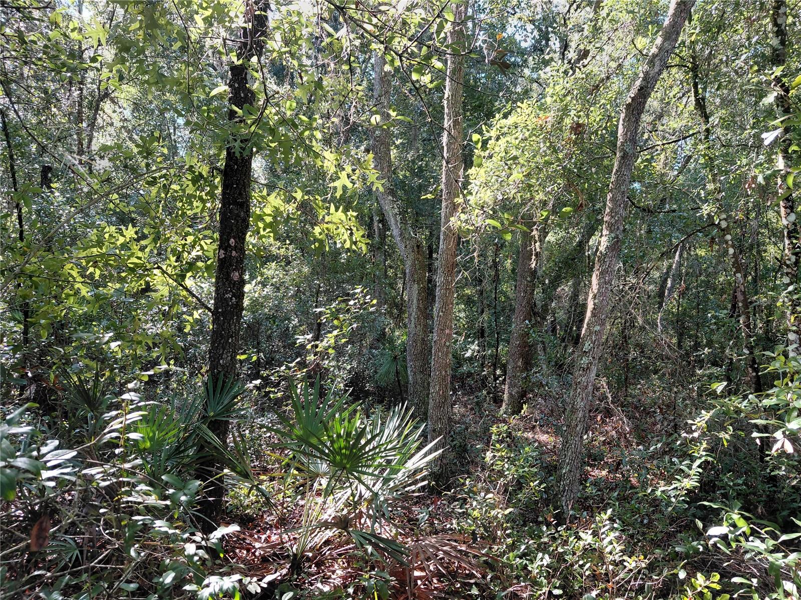 Butternut Dr Property Photo 11