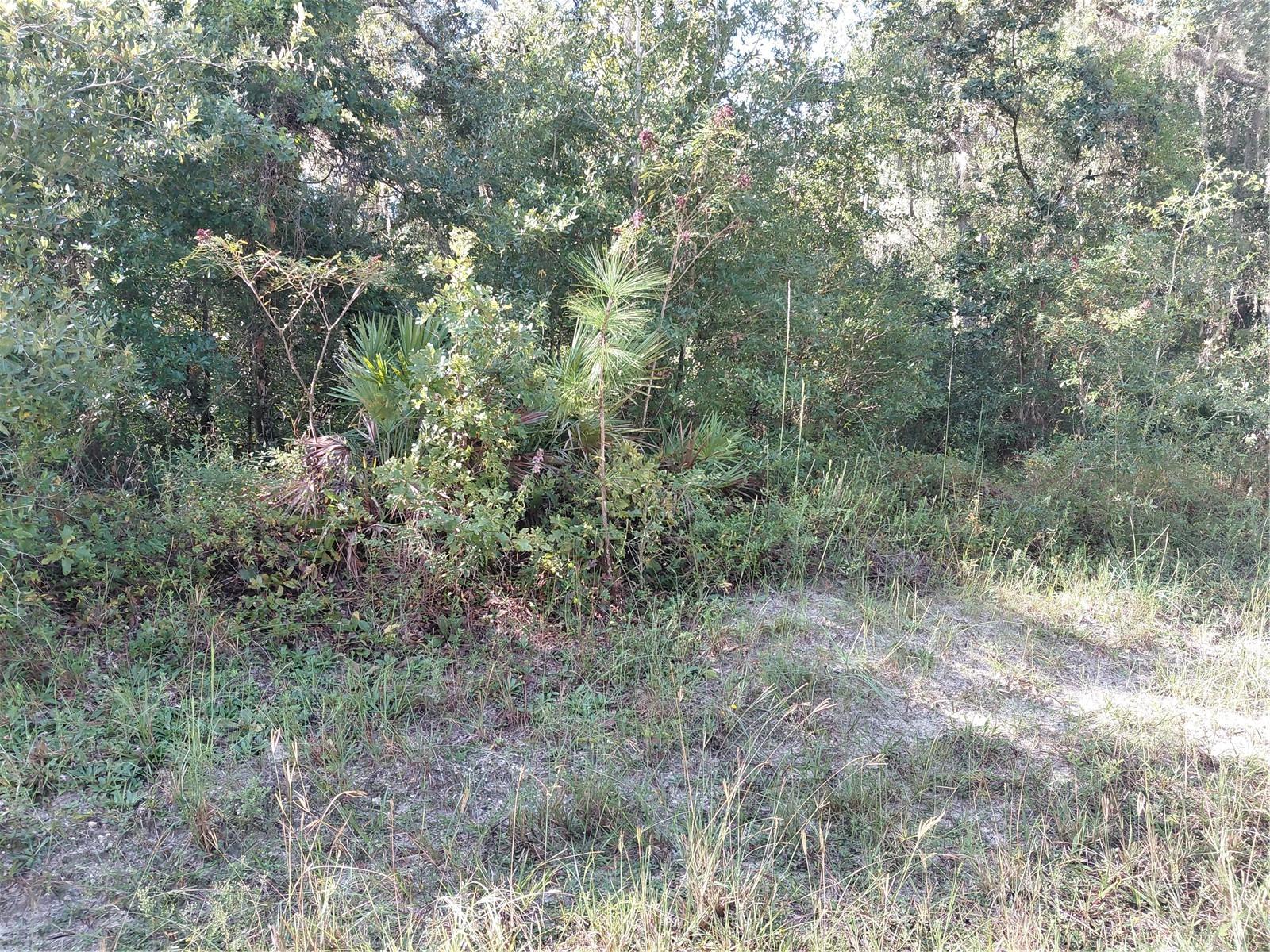 Butternut Dr Property Photo 14