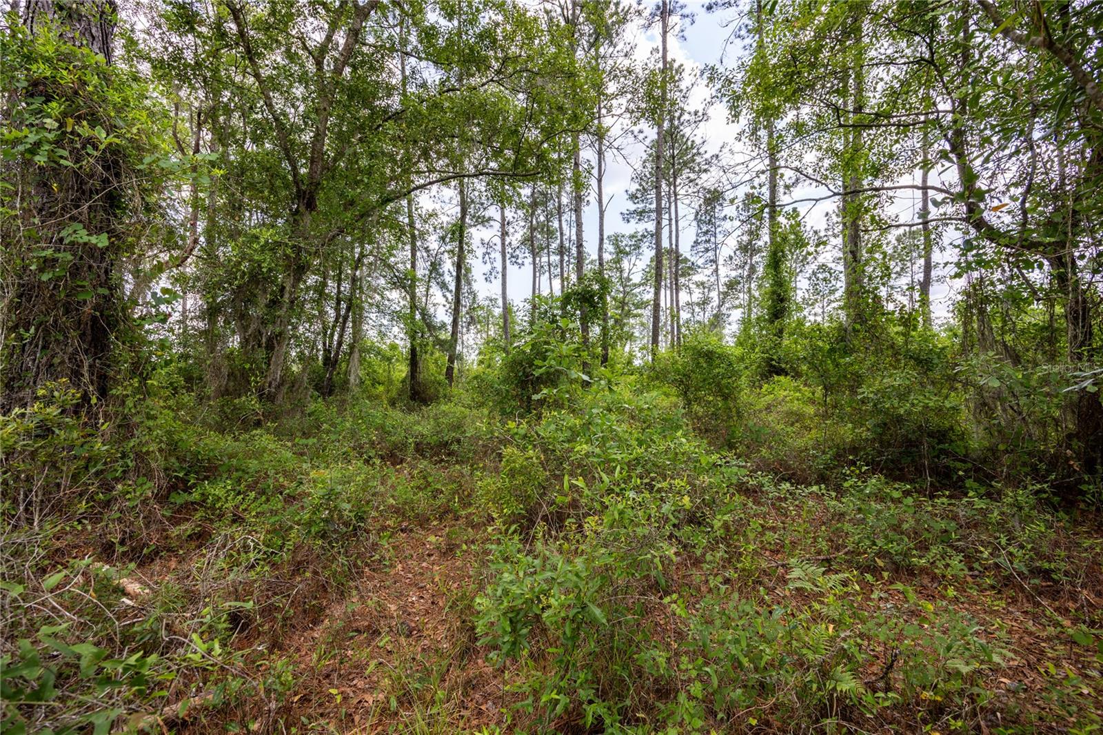 0 County Road 225 Property Photo 3