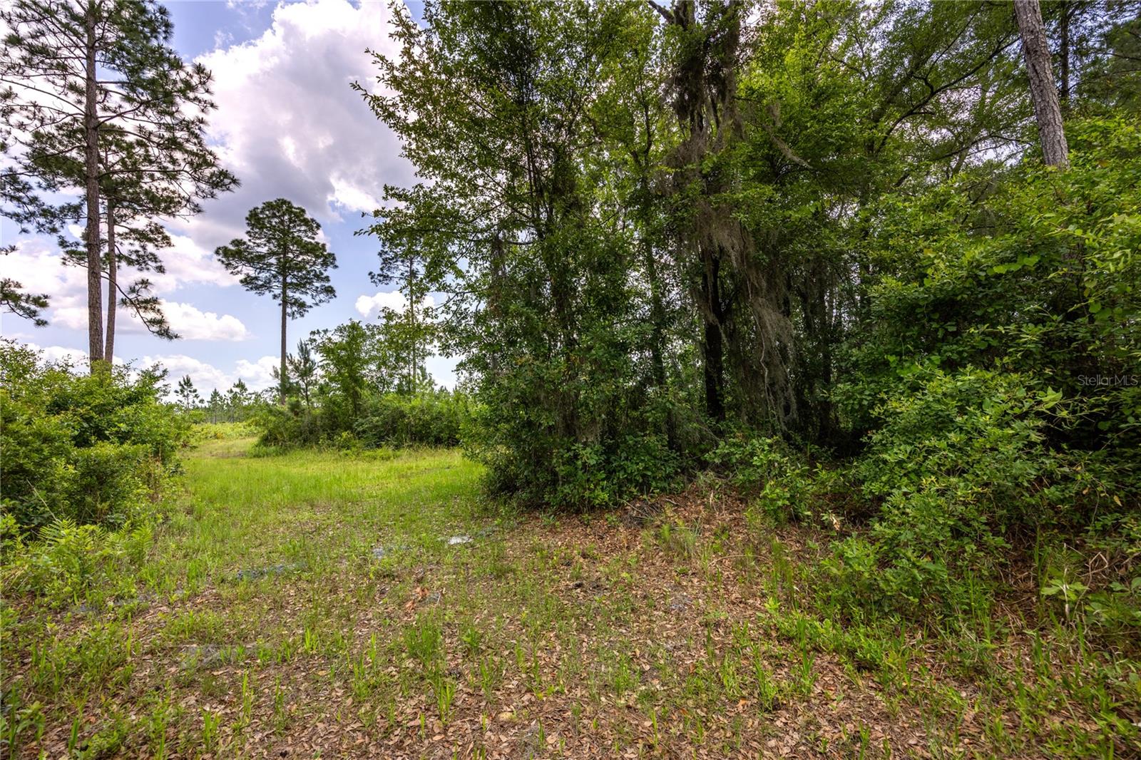 0 County Road 225 Property Photo 4