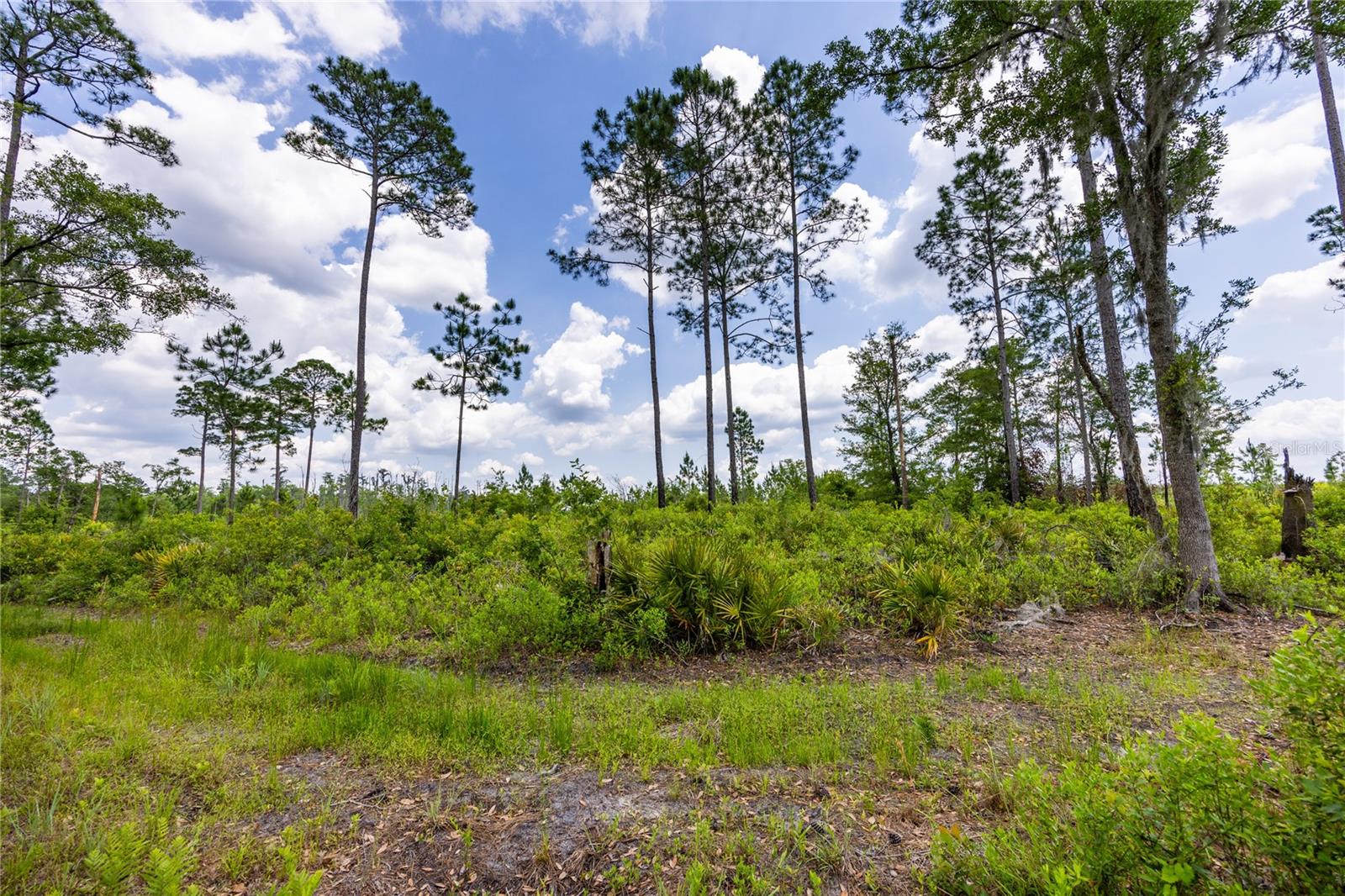 0 County Road 225 Property Photo 8