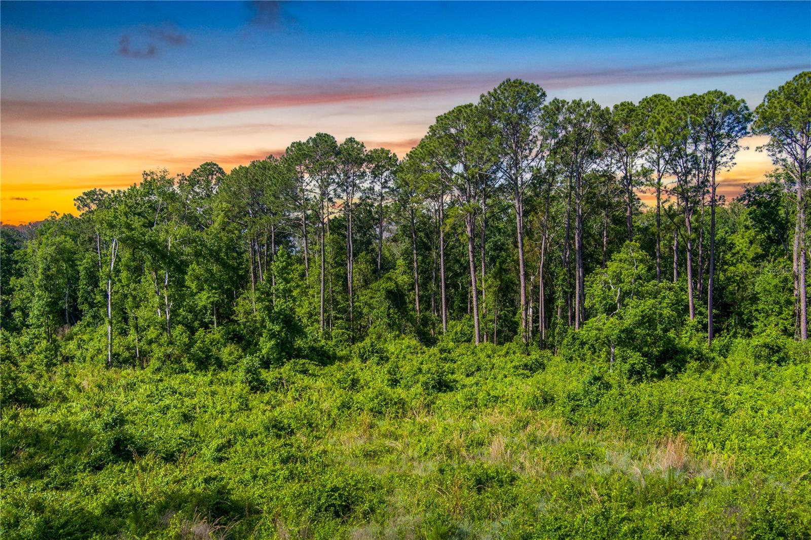 3201 E Raulerson Rd Property Photo 12