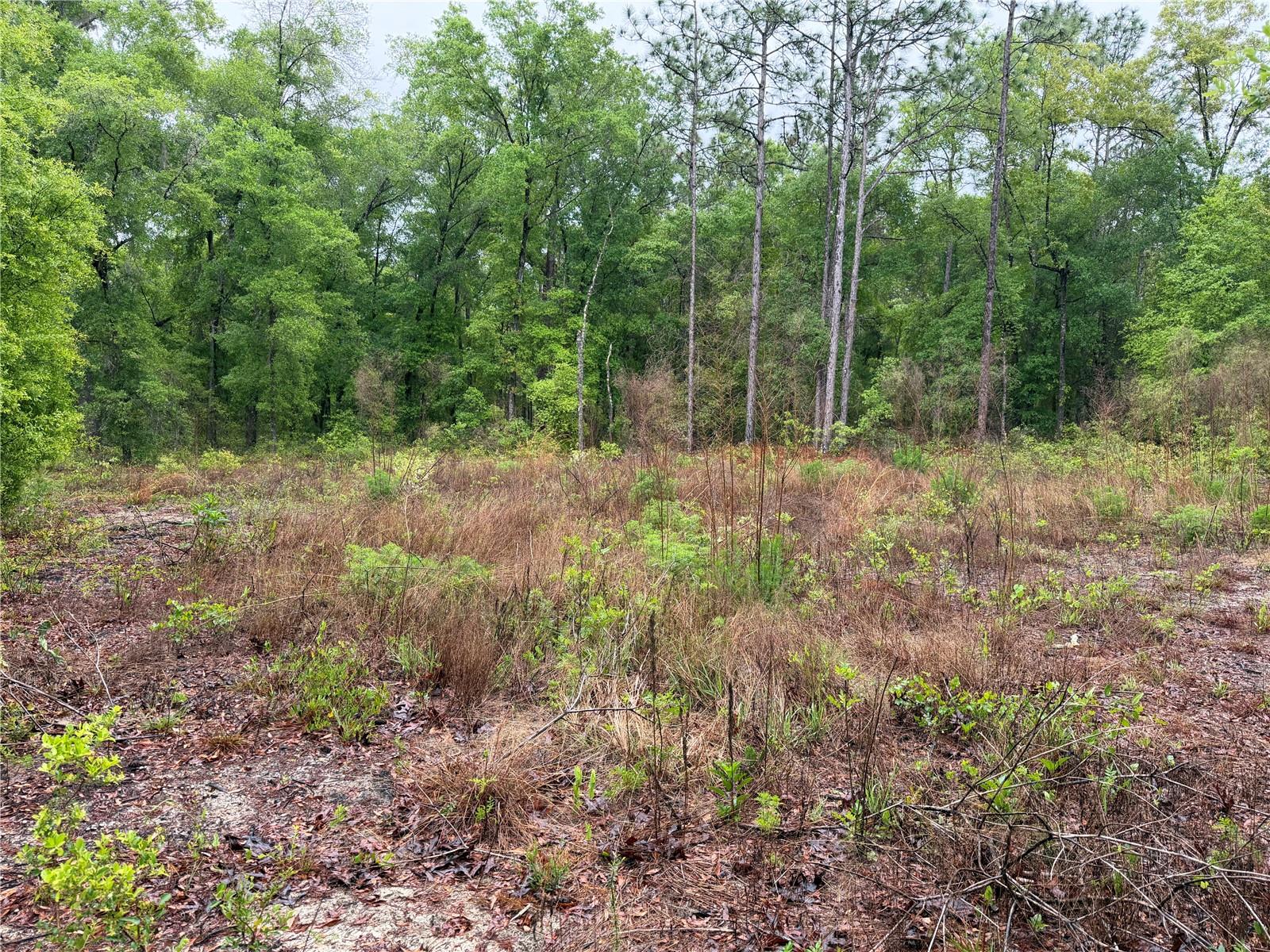 301 Rainbow Dr Property Photo 2