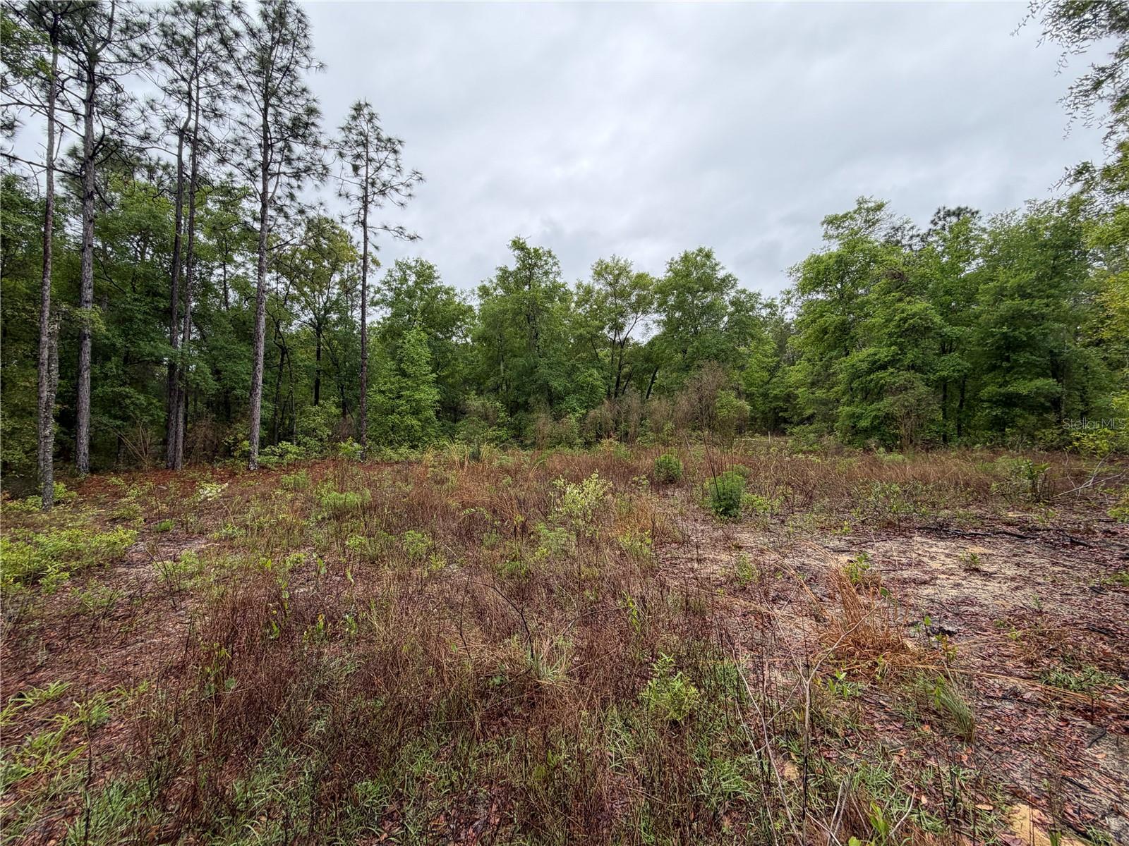 301 Rainbow Dr Property Photo 3