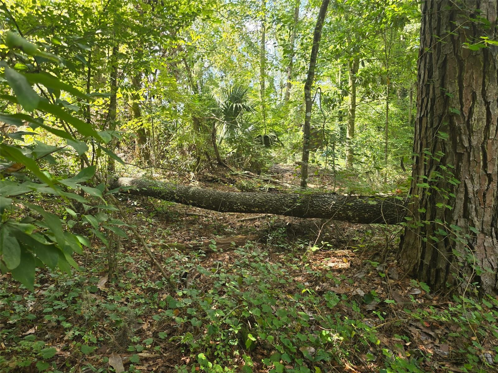 Tbd Nw Spring Hollow Blvd Property Photo 6