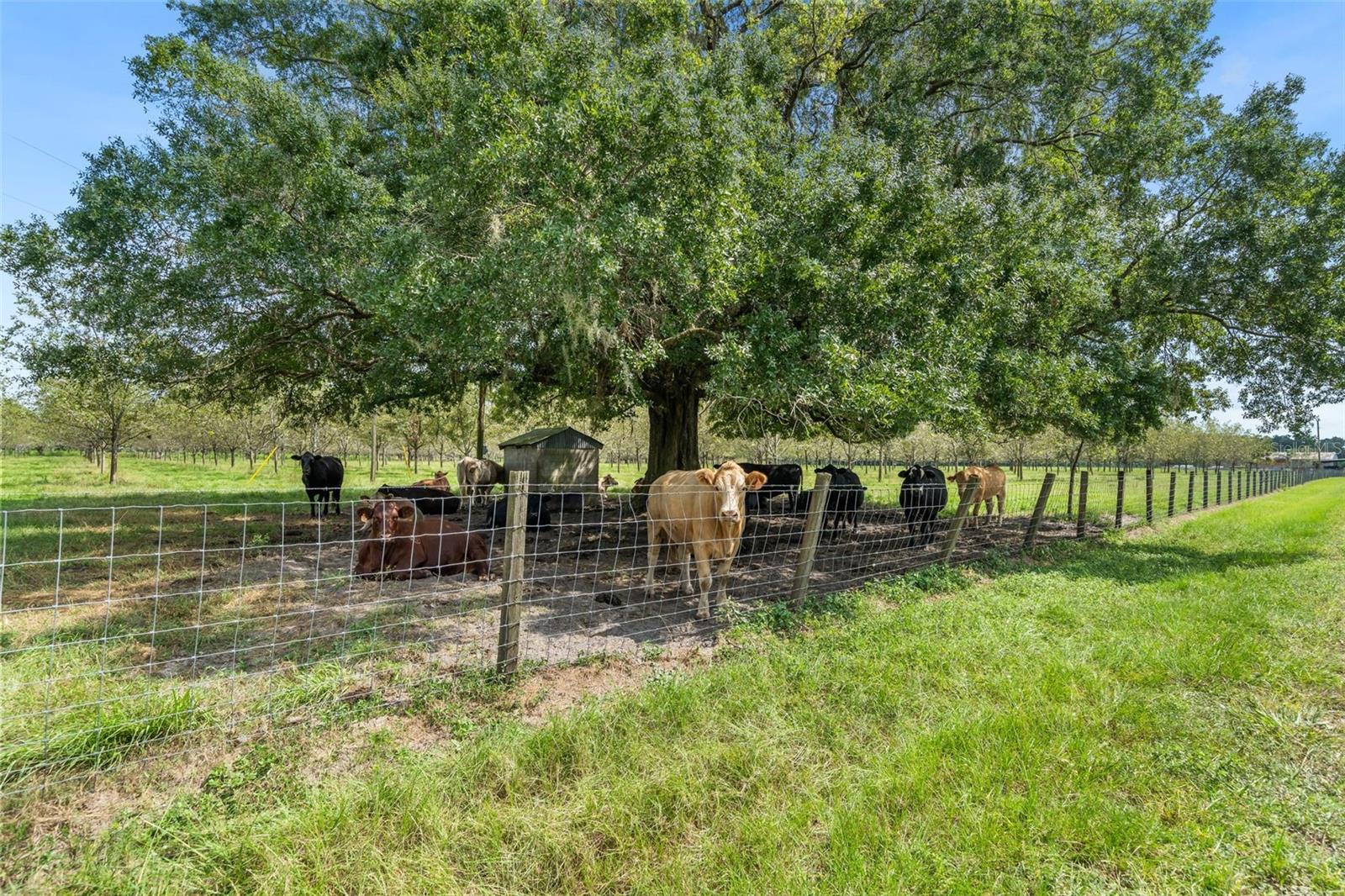 GC544089 Property Photo 38
