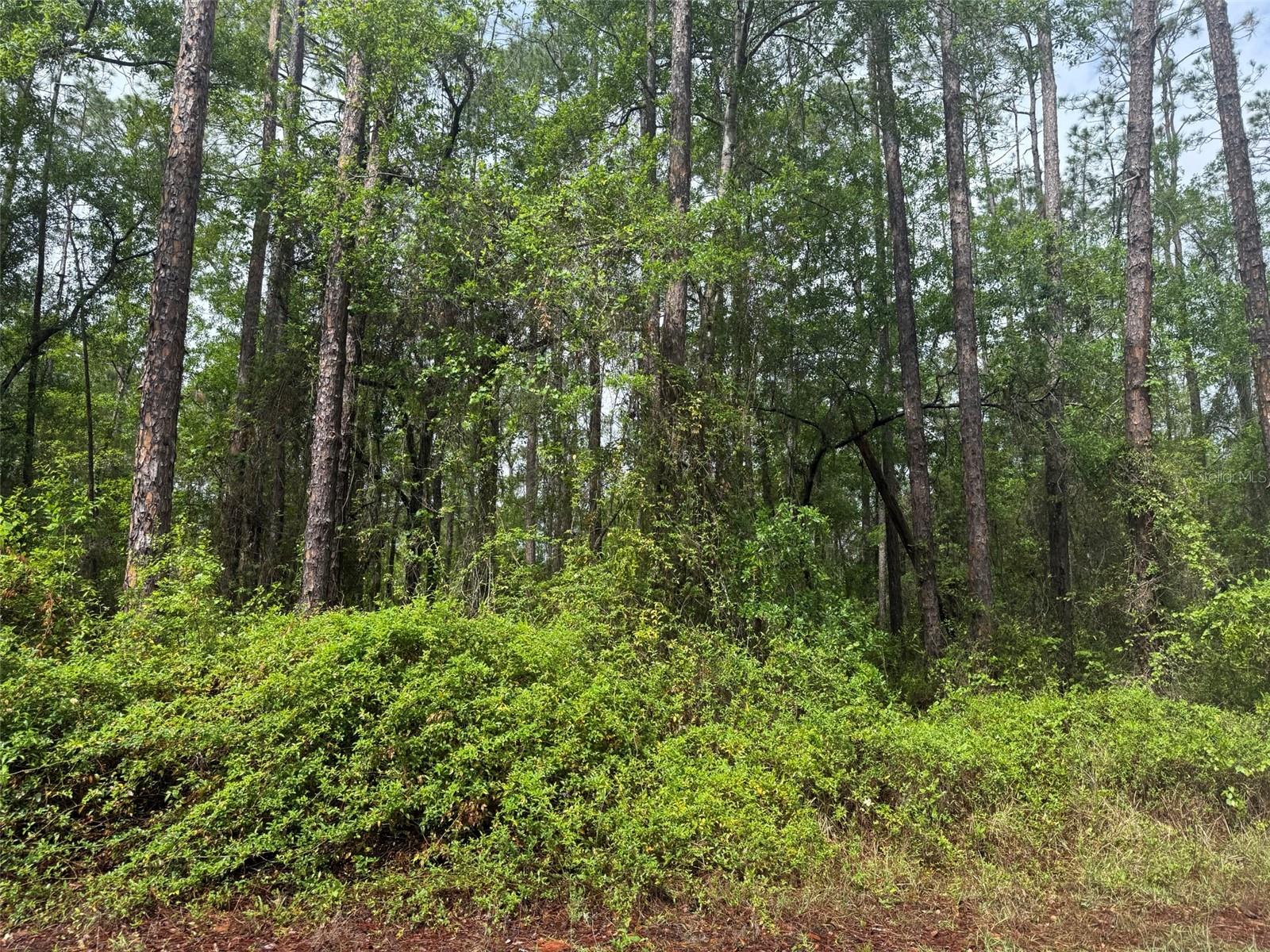 Seminole Ave Property Photo 5