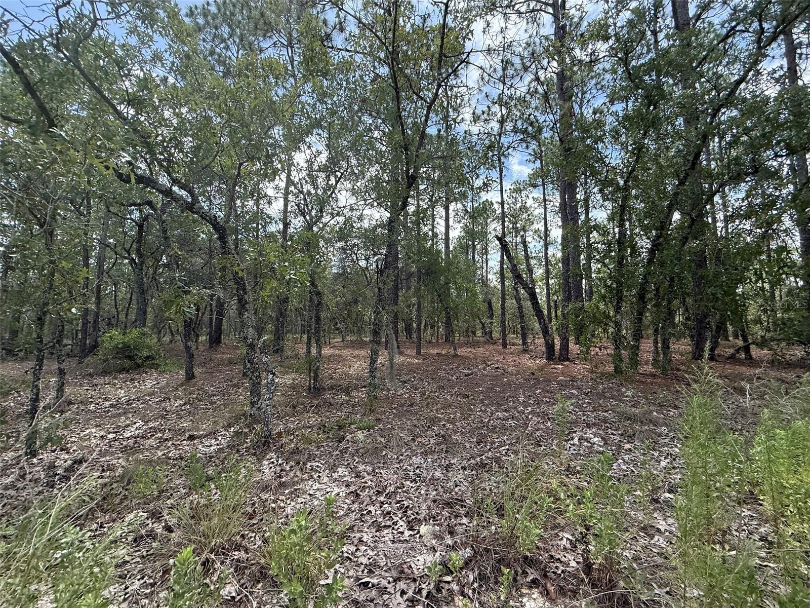 Tbd Tree Top Rd Property Photo 5