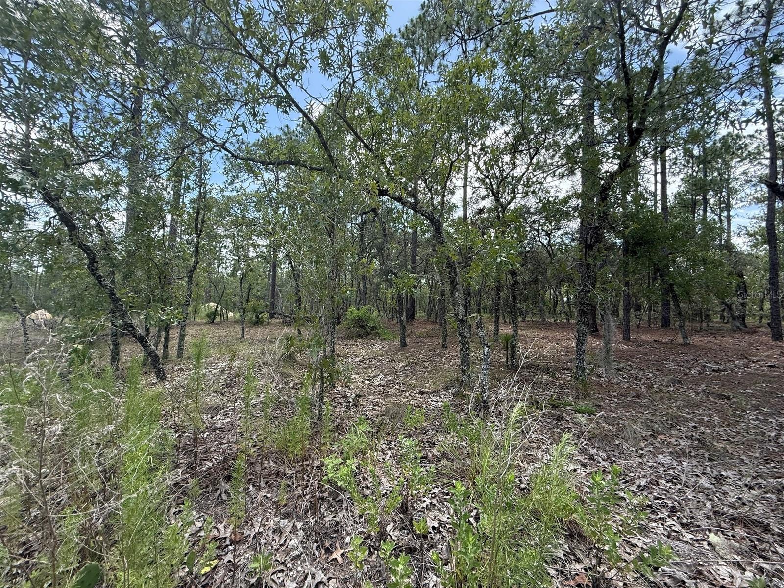 Tbd Tree Top Rd Property Photo 6