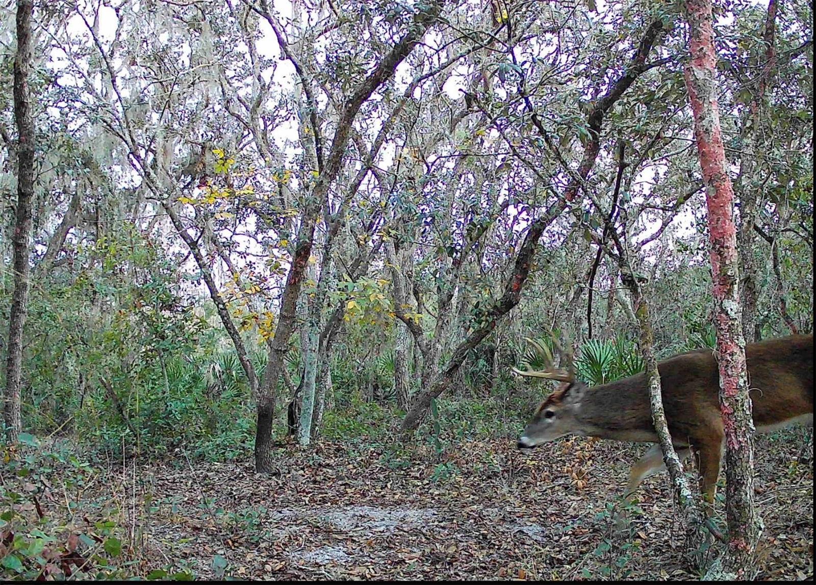 4125 Tiger Creek Trl Property Photo 60