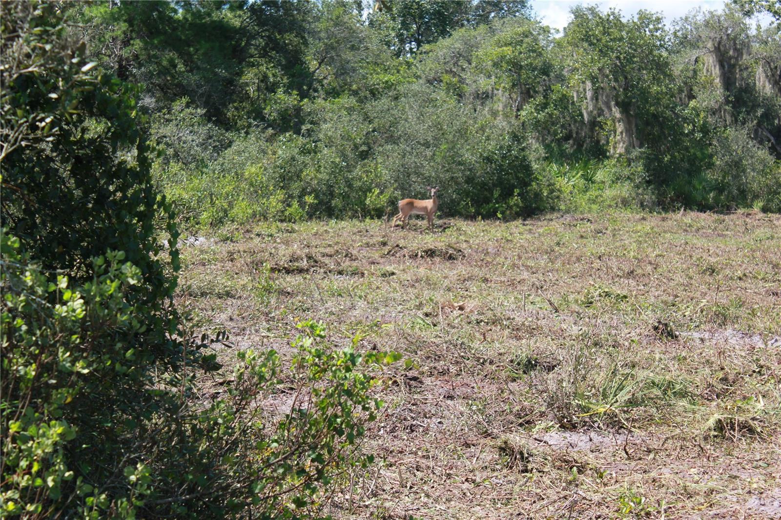 Deer Rd Property Photo 14