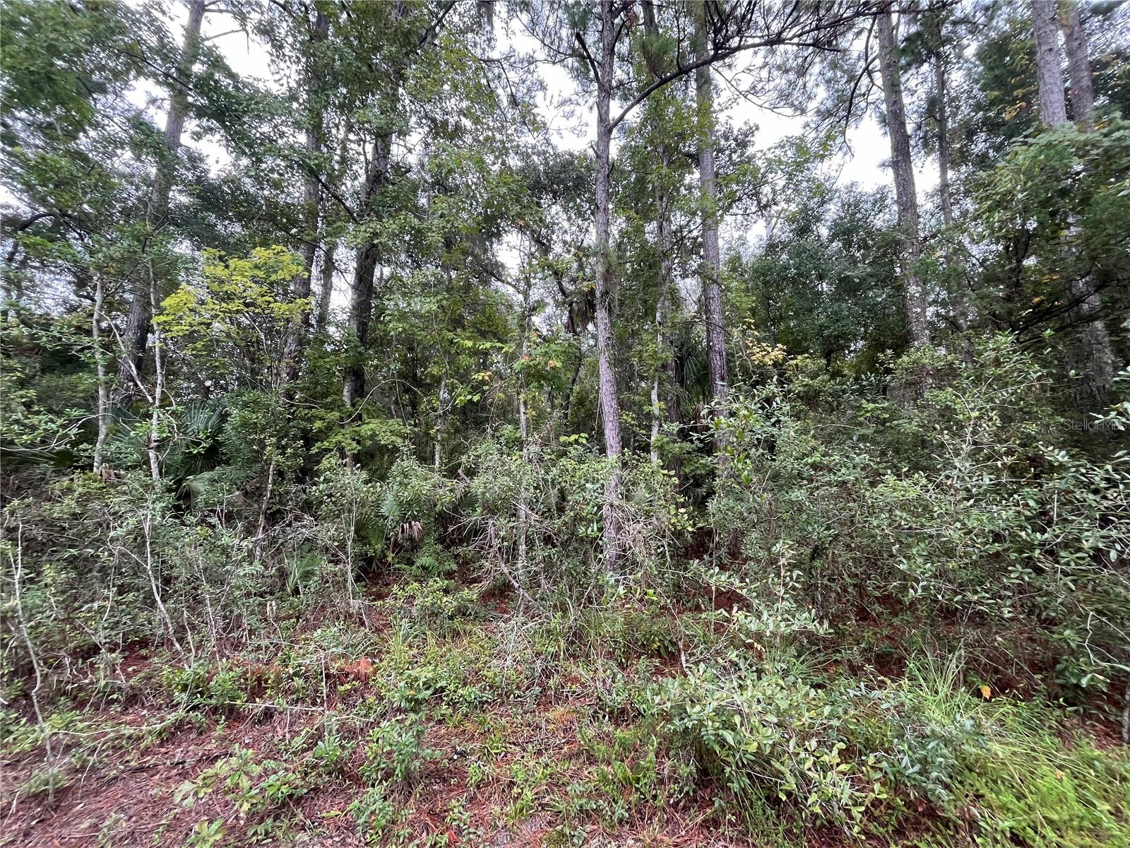 121 Doewood Trl Property Photo 3