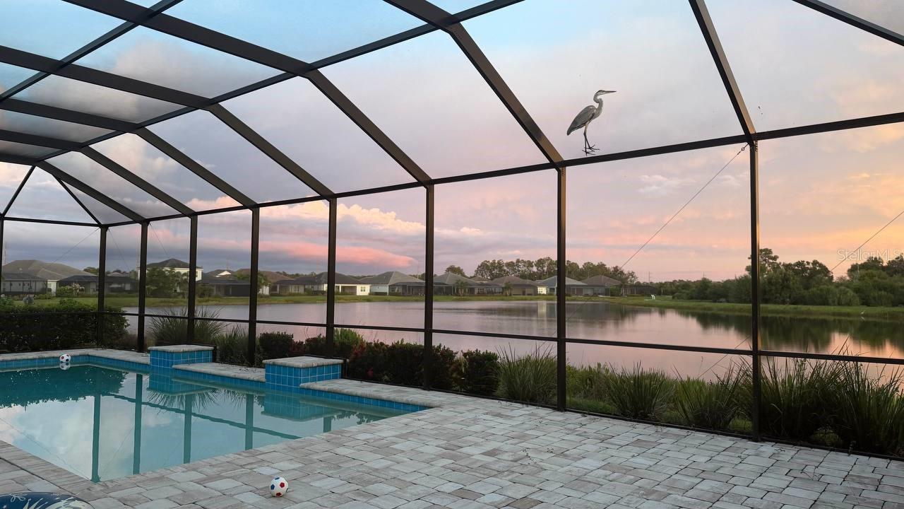 2641 Butterfly Jasmine Trl Property Photo 47