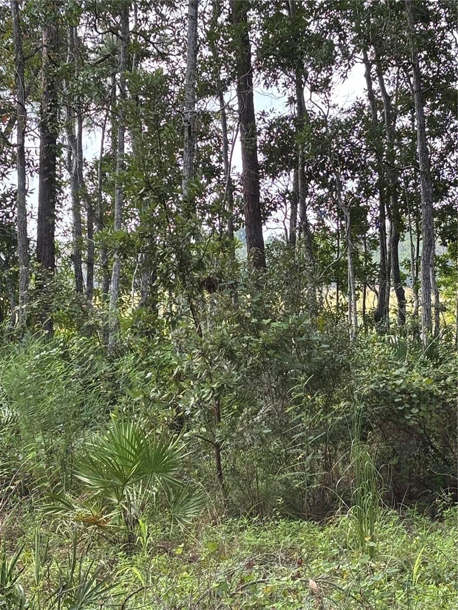 246 Browns Hammock Rd Property Photo 4
