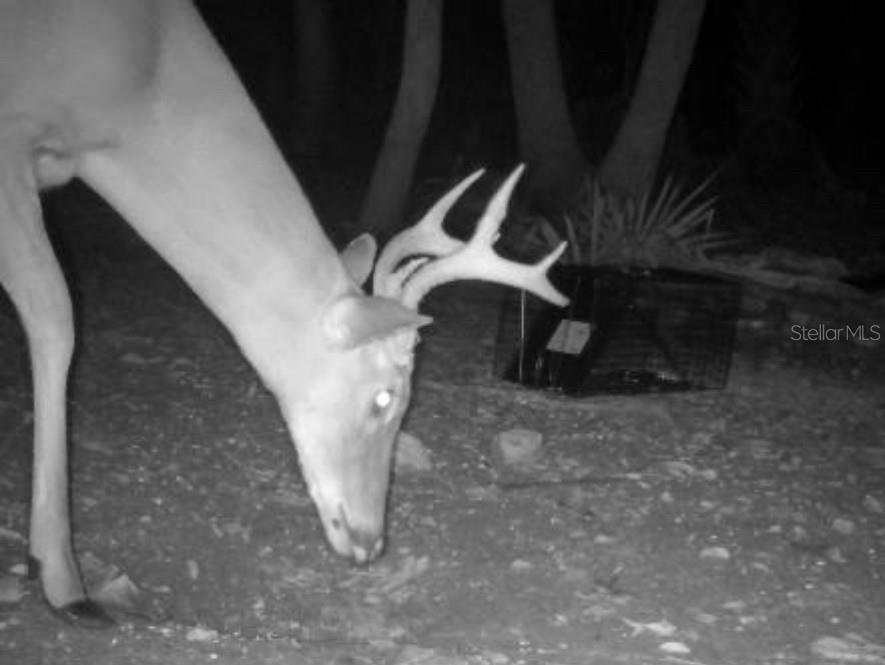 Volco Rd Property Photo 5
