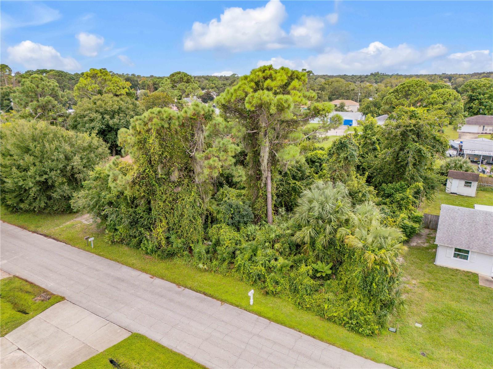 Umbrella Tree Dr Property Photo 4