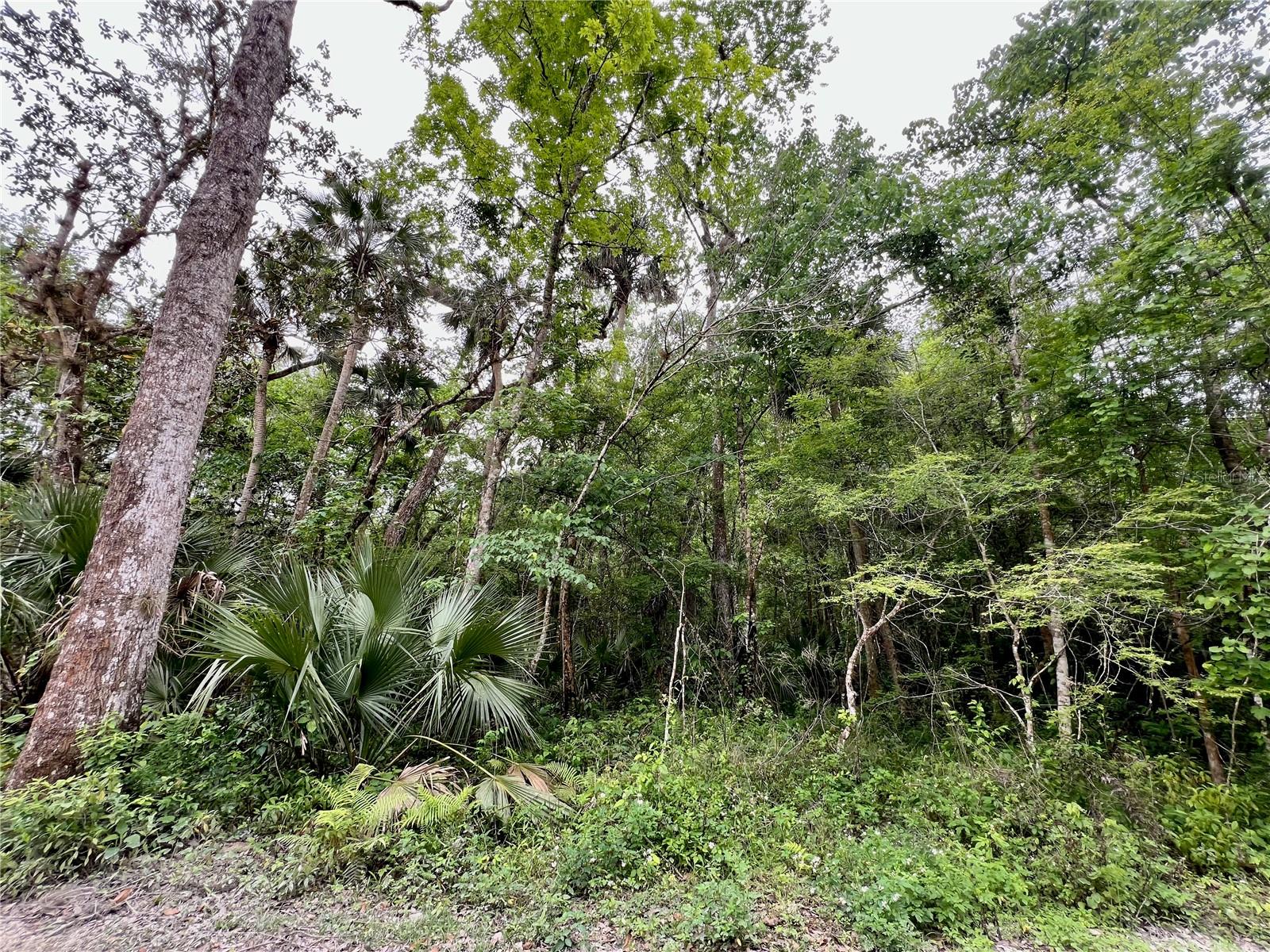 0 Patricia Trl Property Photo 4