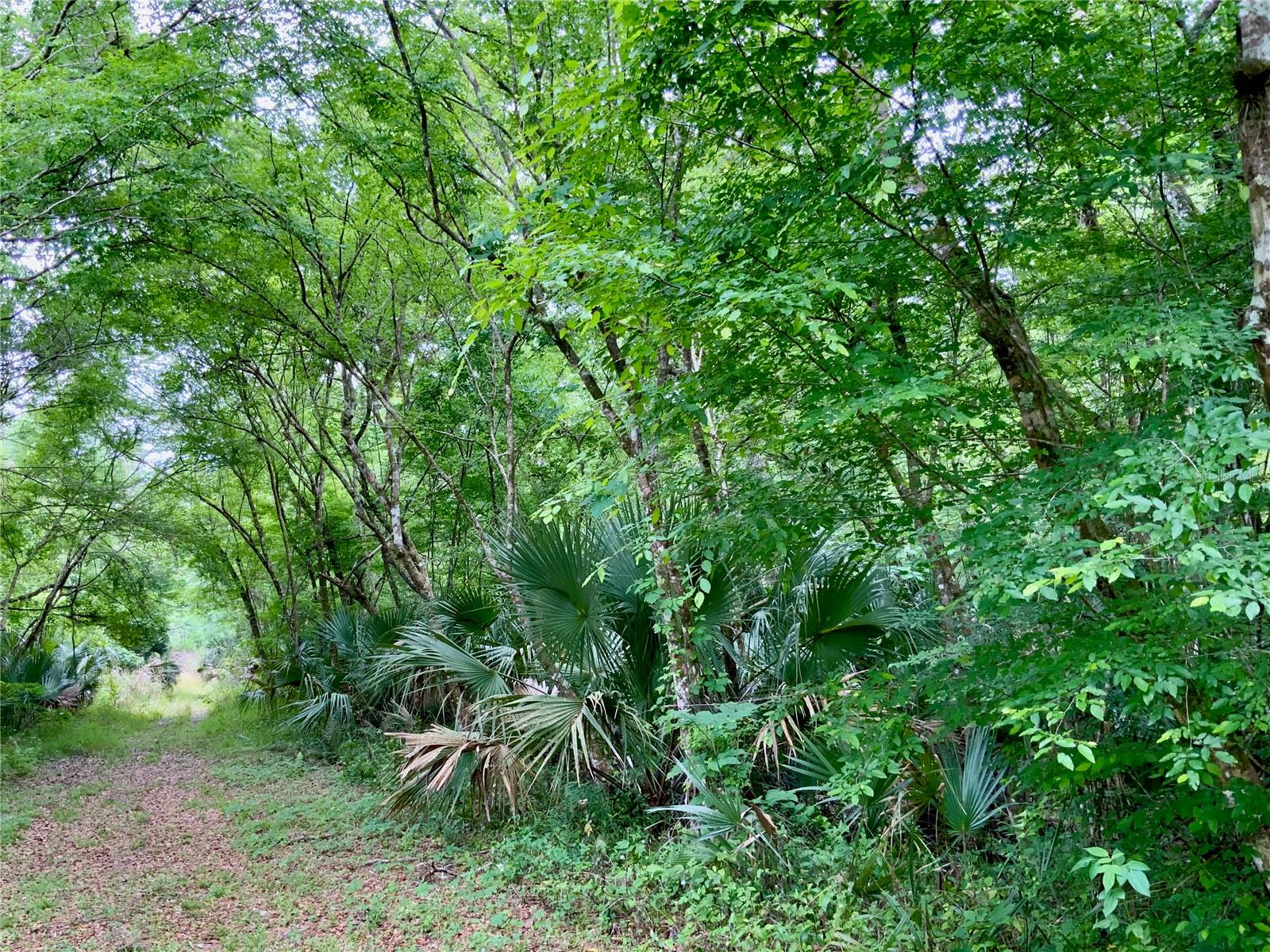 0 Patricia Trl Property Photo 7