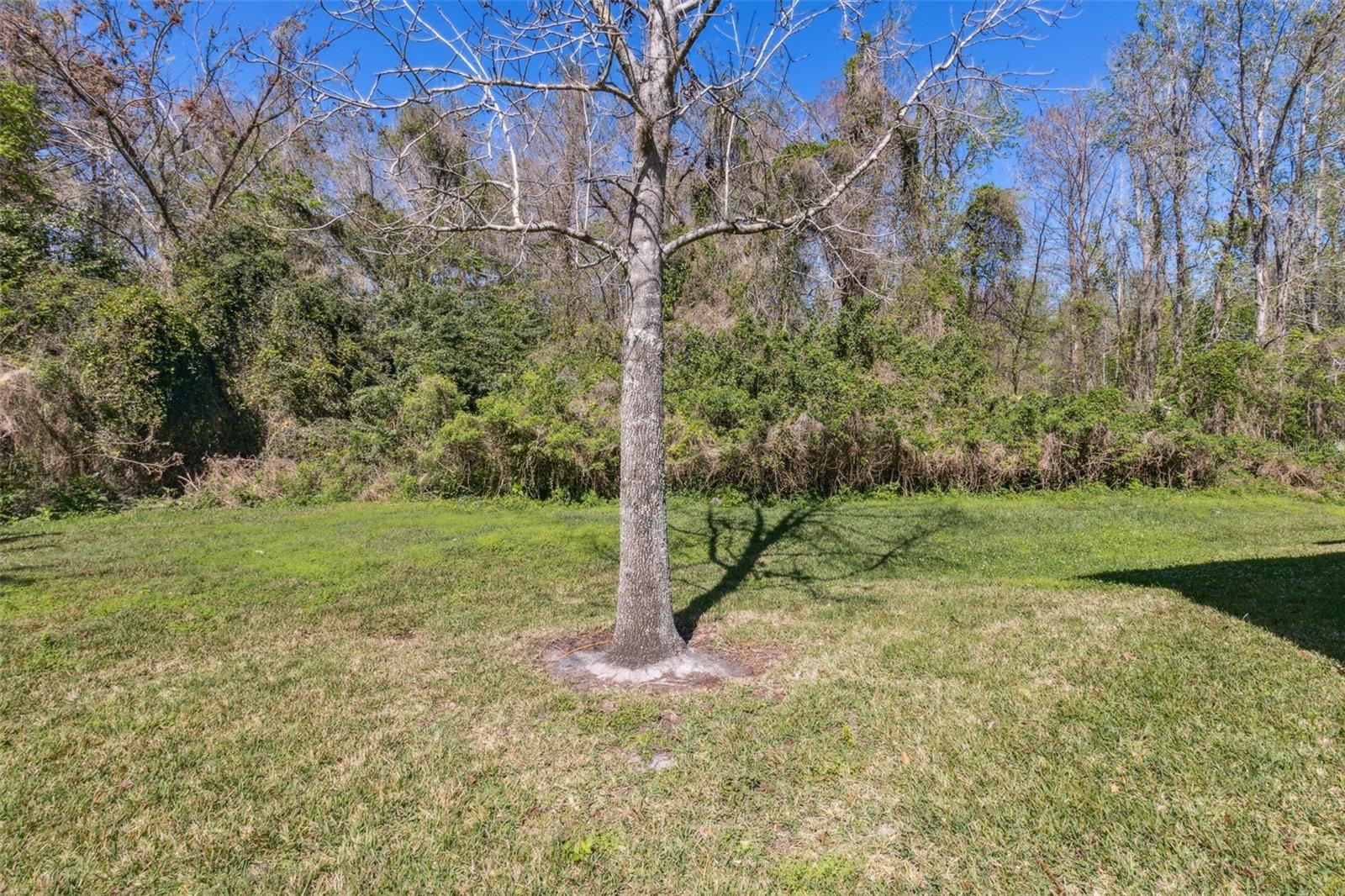 612 Old Pine Ct Property Photo 38