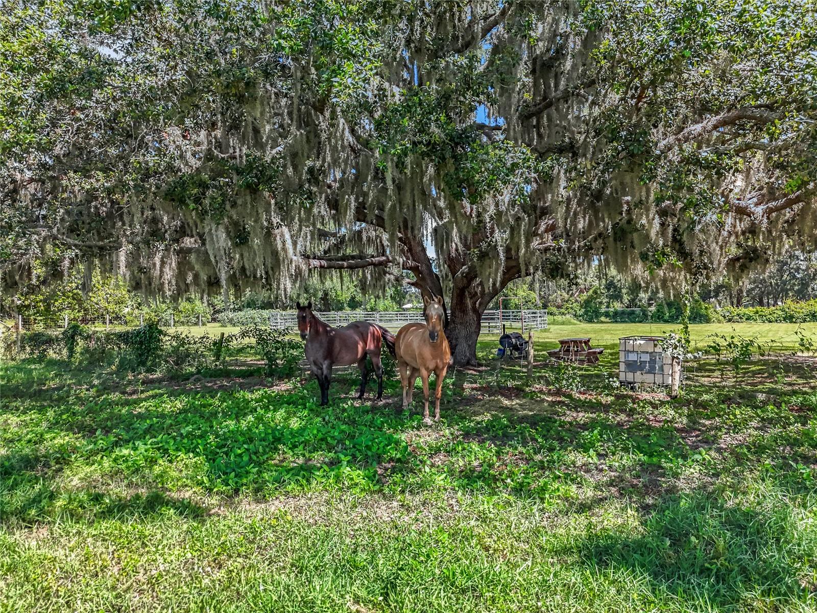 41204 Emeralda Island Rd Property Photo 34