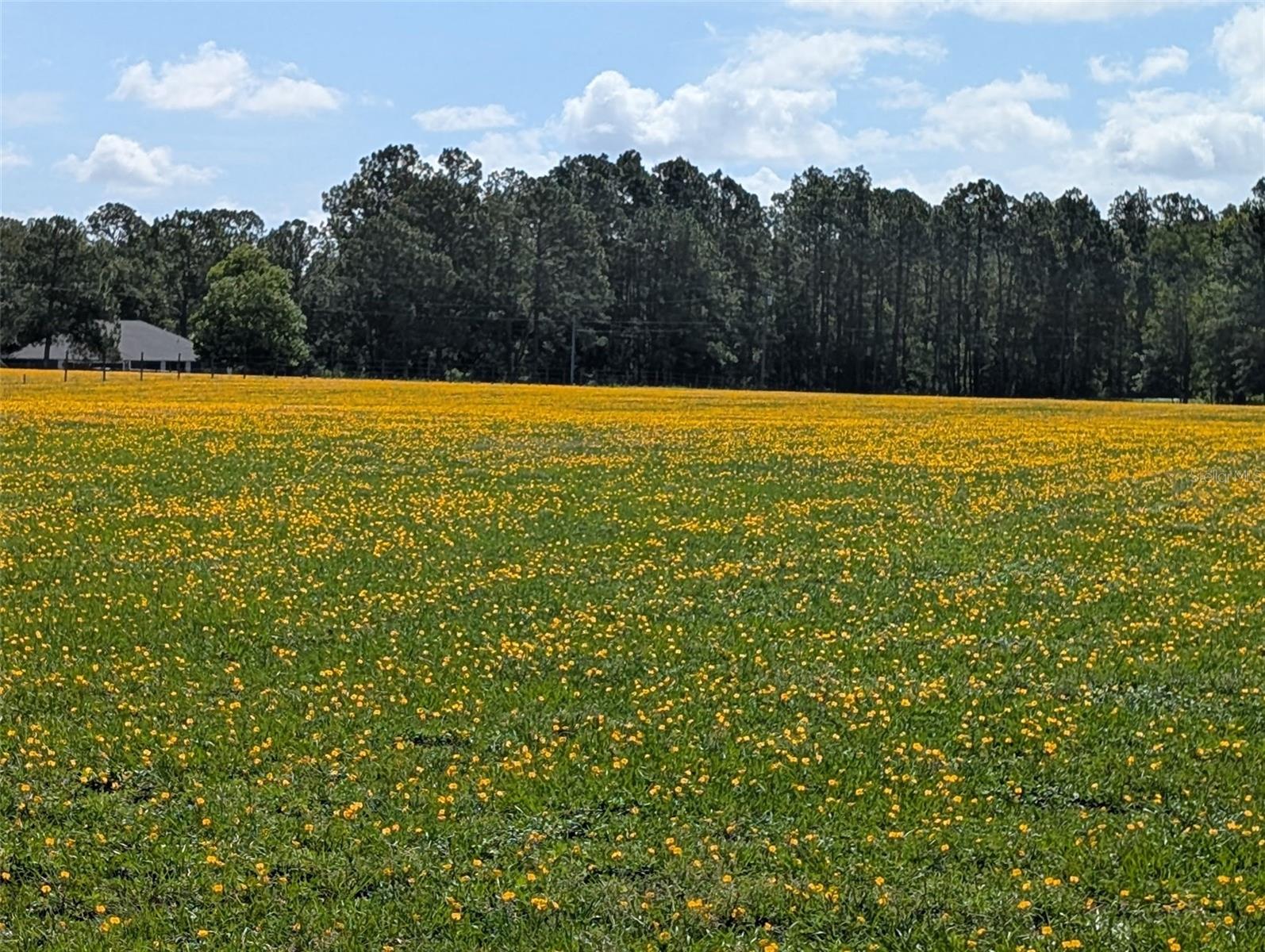 Green Swamp Rd Property Photo 2