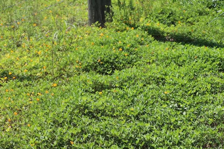 Green Swamp Rd Property Photo 8