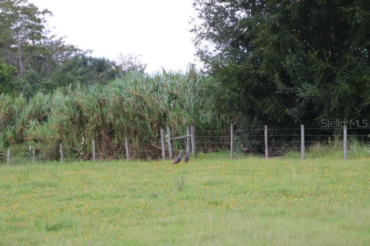 Green Swamp Rd Property Photo 37