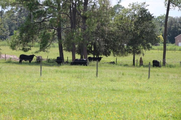 Green Swamp Rd Property Photo 42