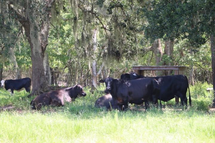 Green Swamp Rd Property Photo 44