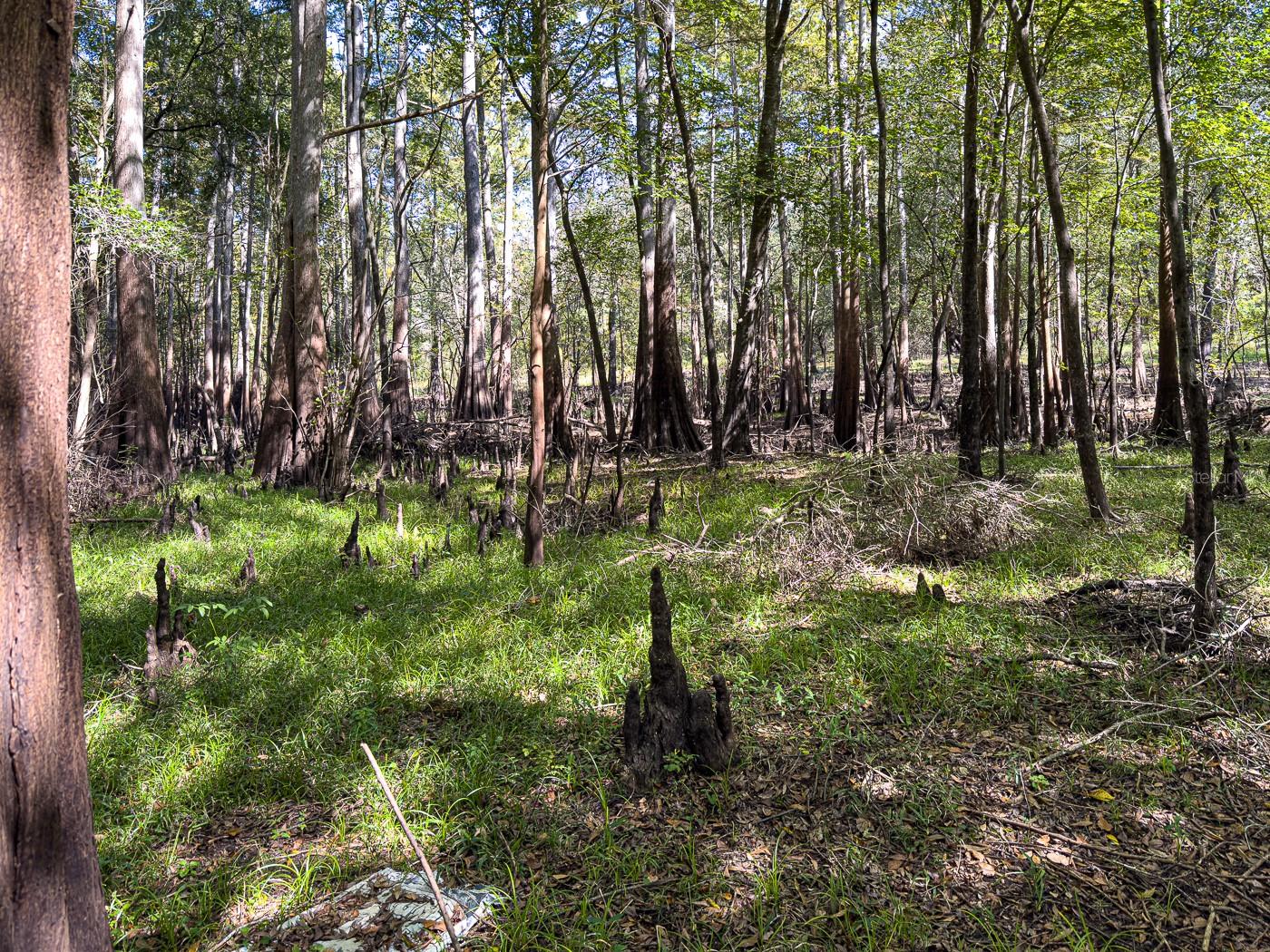 34095 Hyatt Rd Property Photo 31