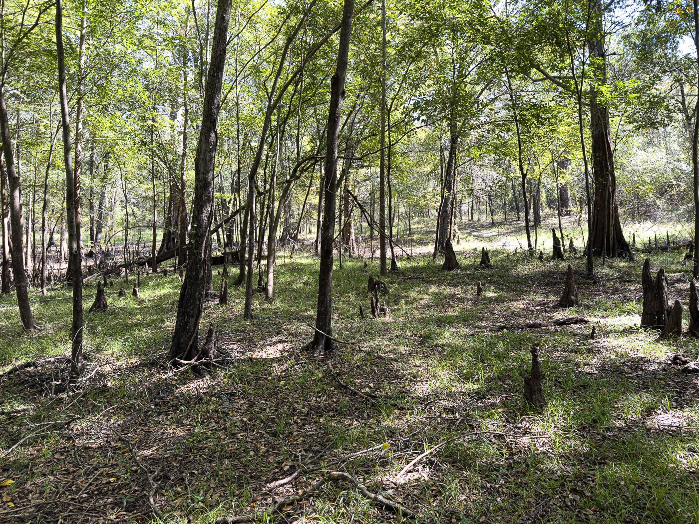 34095 Hyatt Rd Property Photo 32