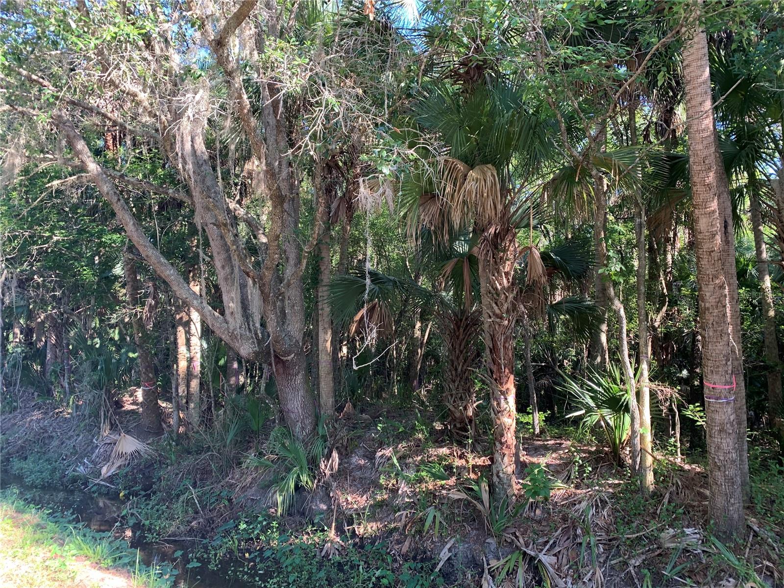 1310 Palm Way Property Photo 5