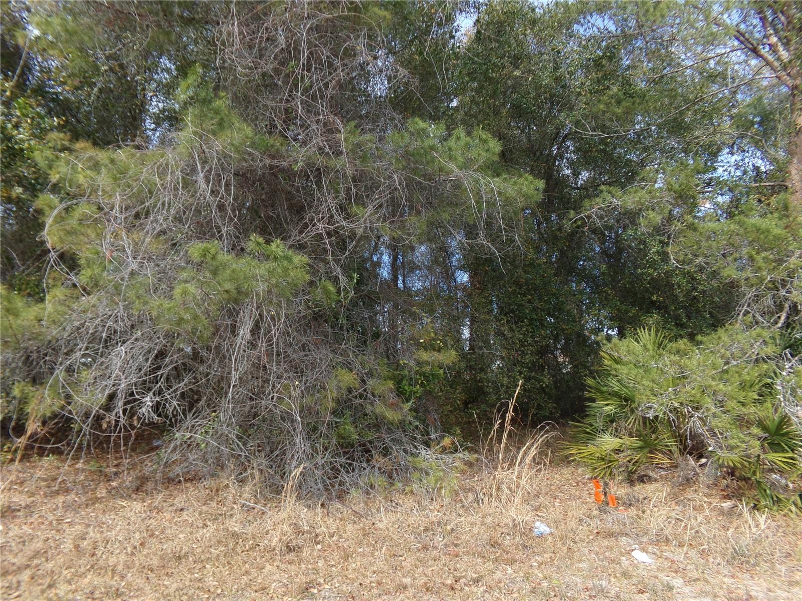 1680 Catalina Blvd Property Photo 5