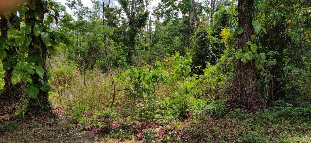 Marjorie Blvd Property Photo 1
