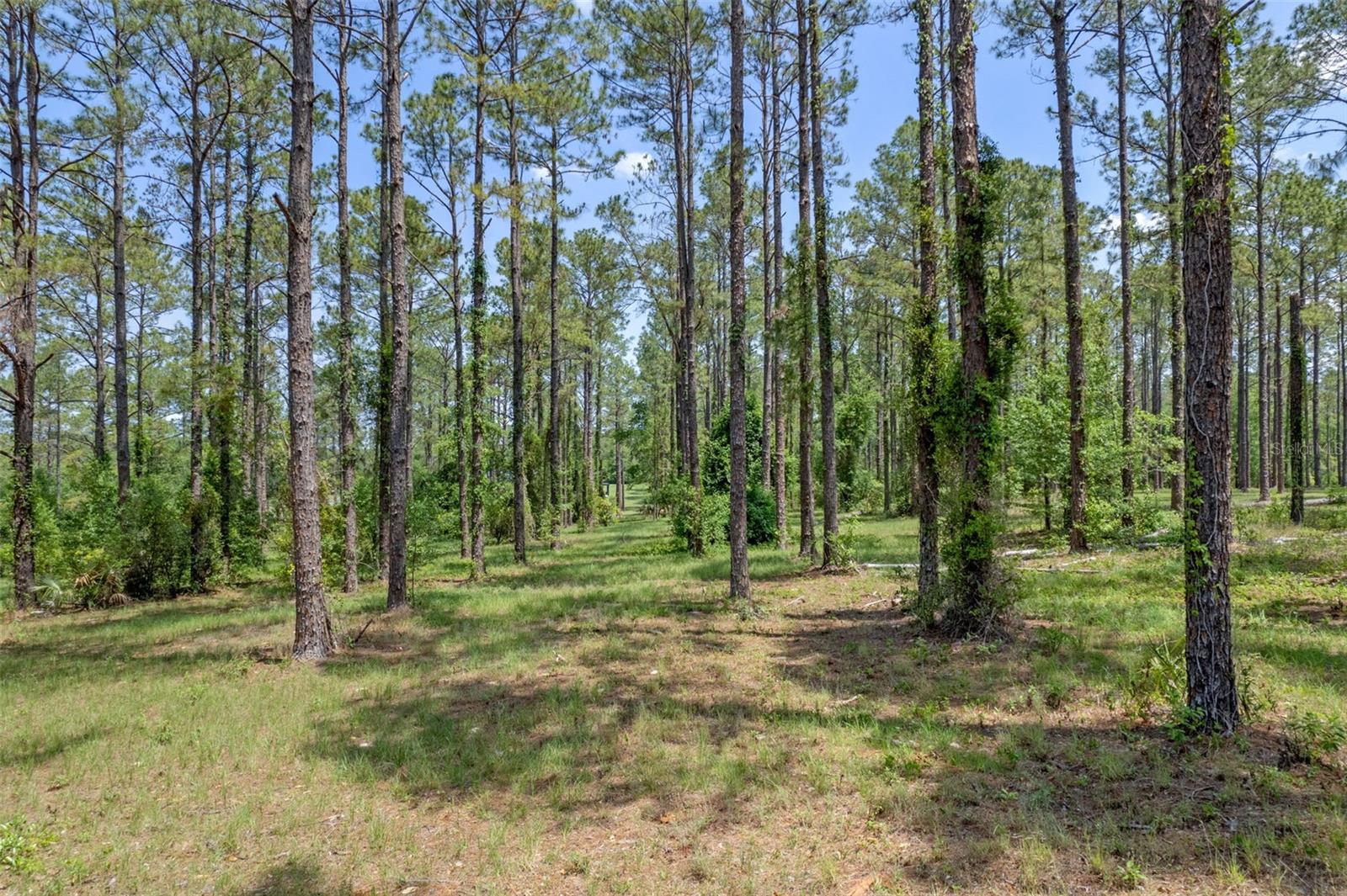 35408 Pinegate Trl Property Photo 1