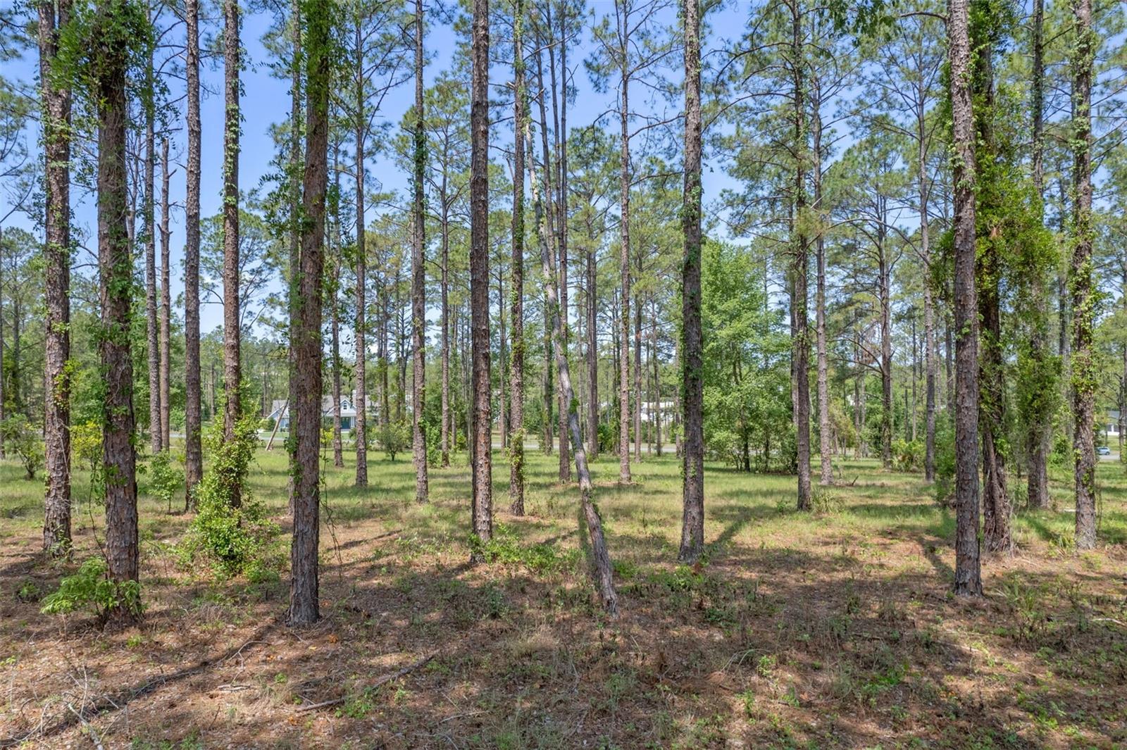 35408 Pinegate Trl Property Photo 4