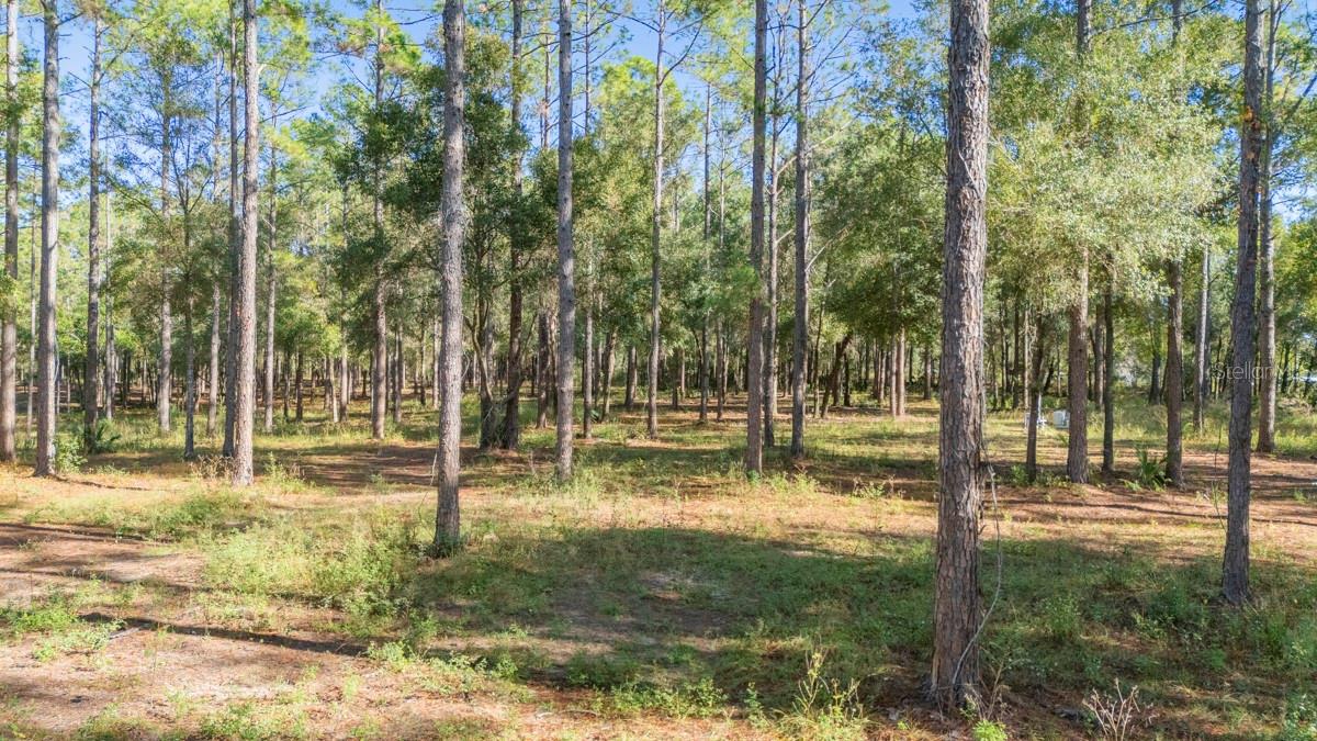 24250 Deep Springs Loop Property Photo 9