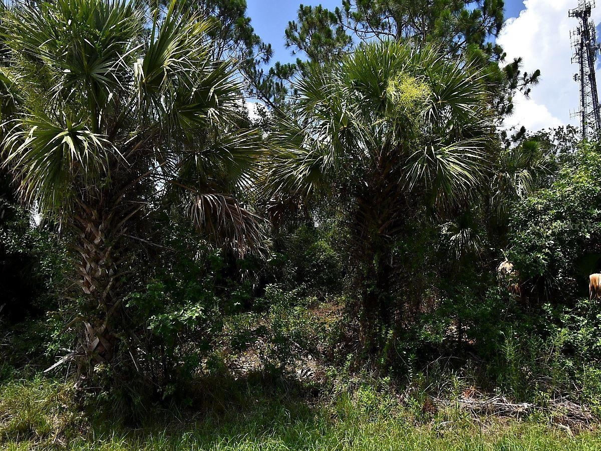 SAGO PALM RD Property Photo 1