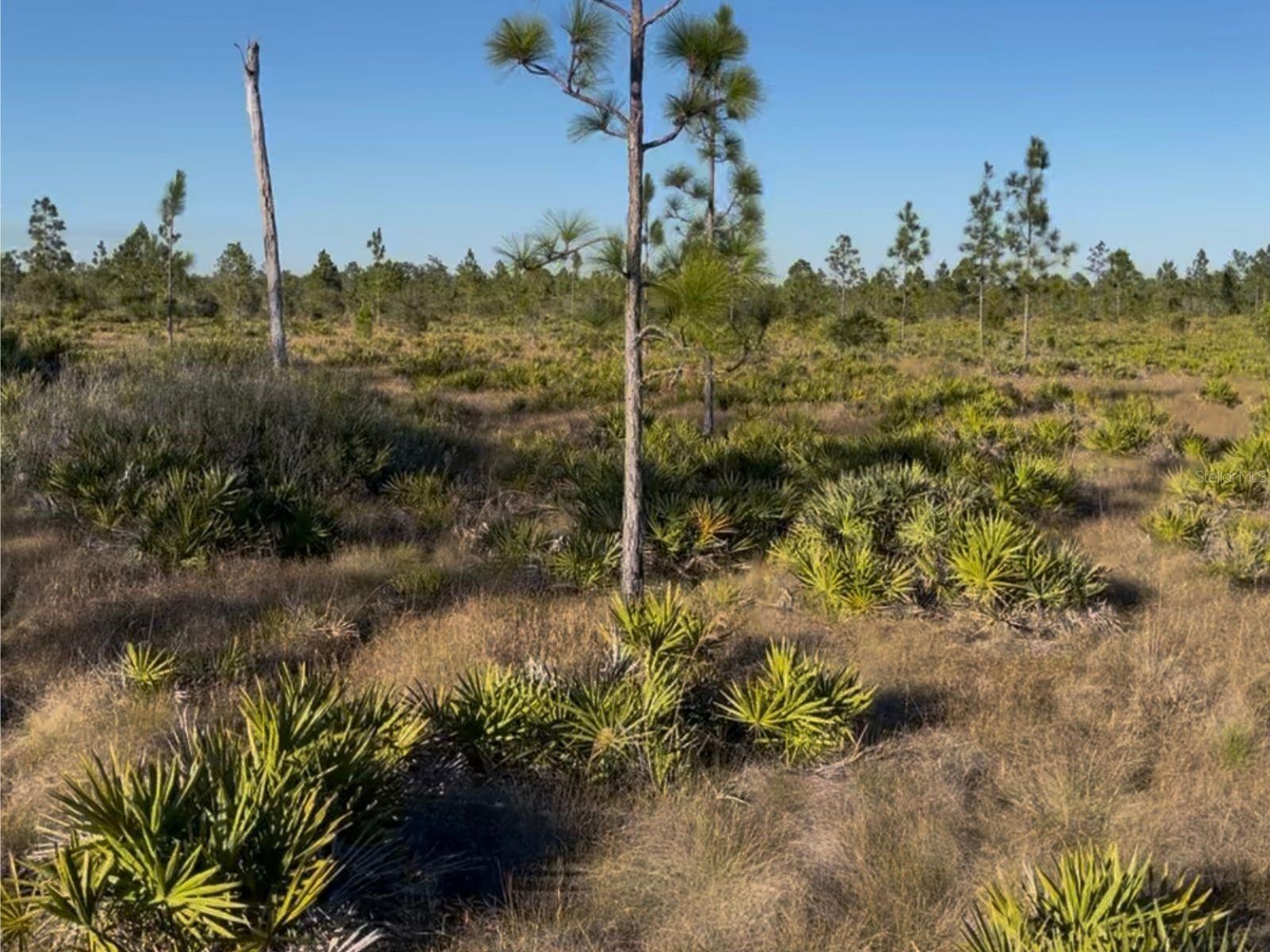 Holopaw Groves Rd Property Photo 1