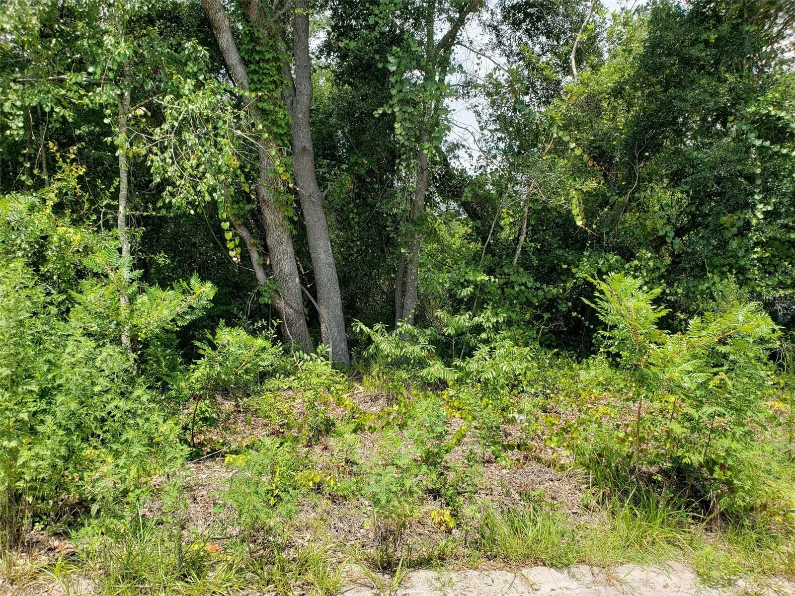 Pine Valley Dr Property Photo 1