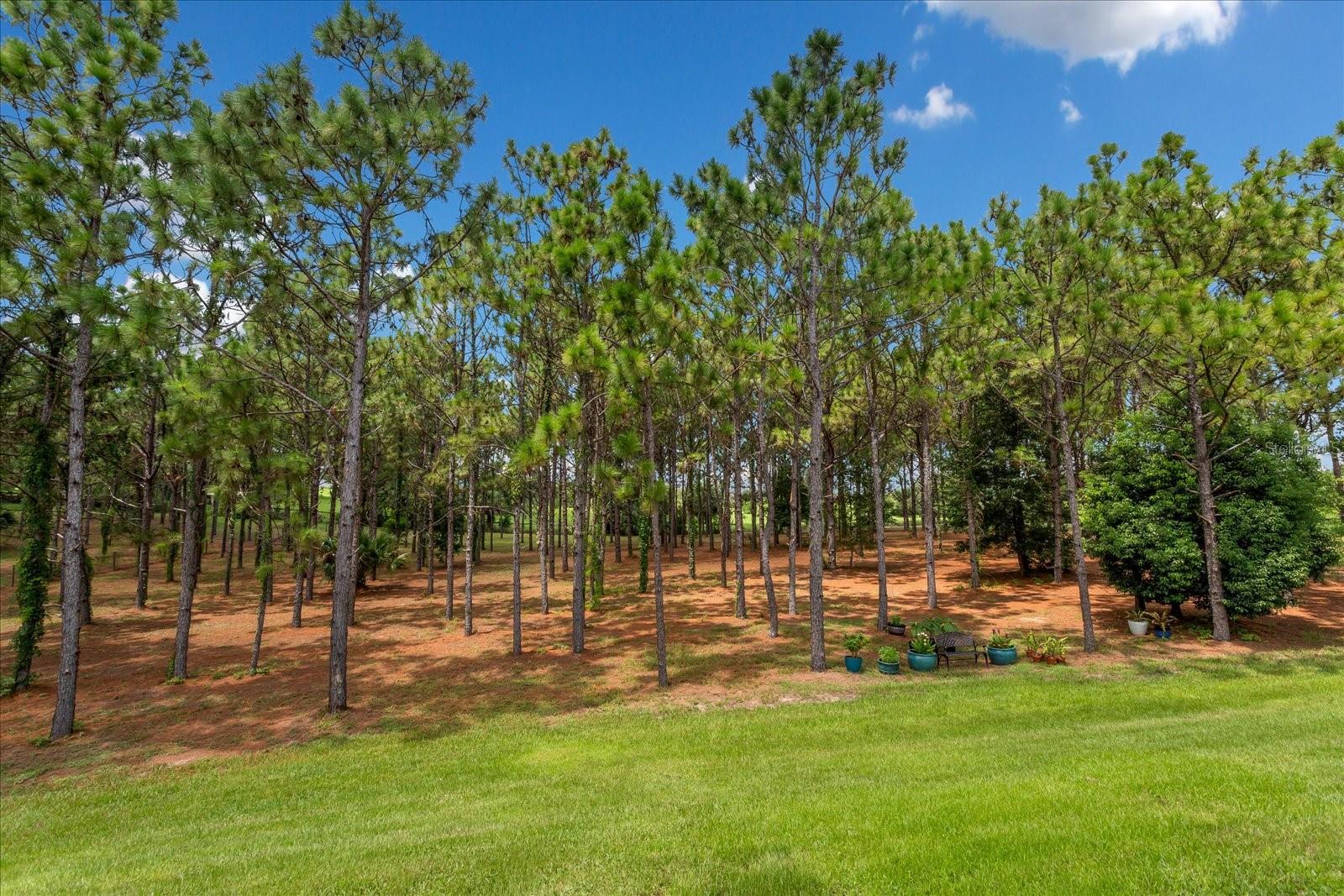 5208 Effie Dr Property Photo 49