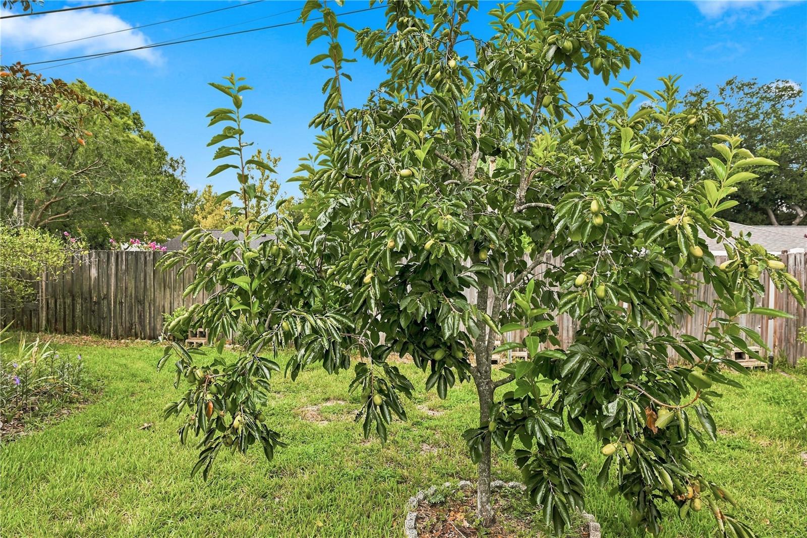 622 Martin Ave Property Photo 39