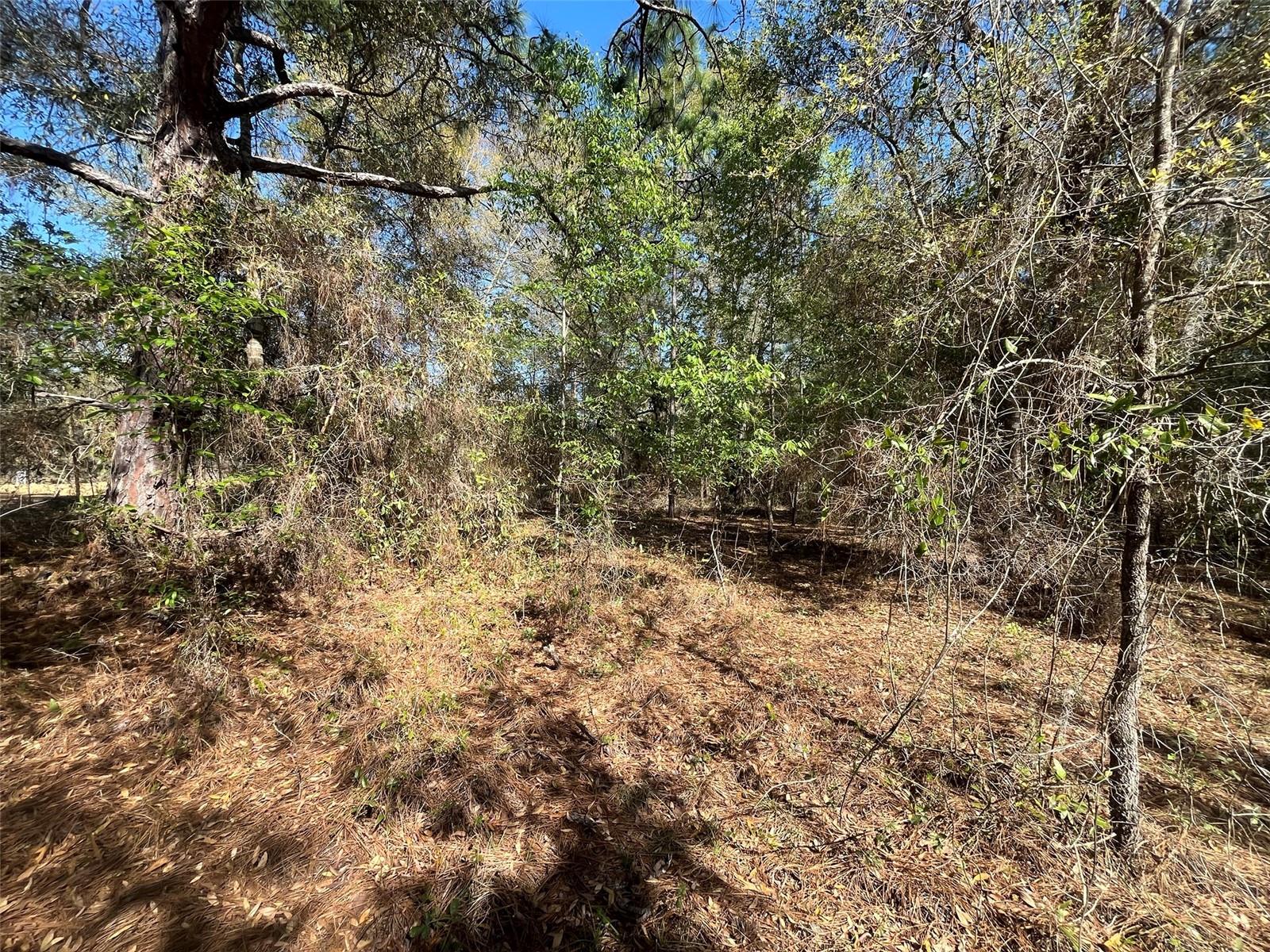 Lily Dr Property Photo