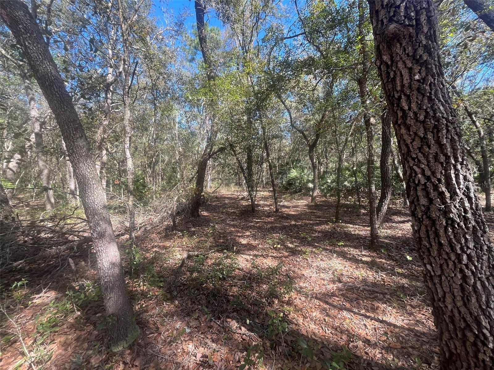 Beaven Property Photo 4