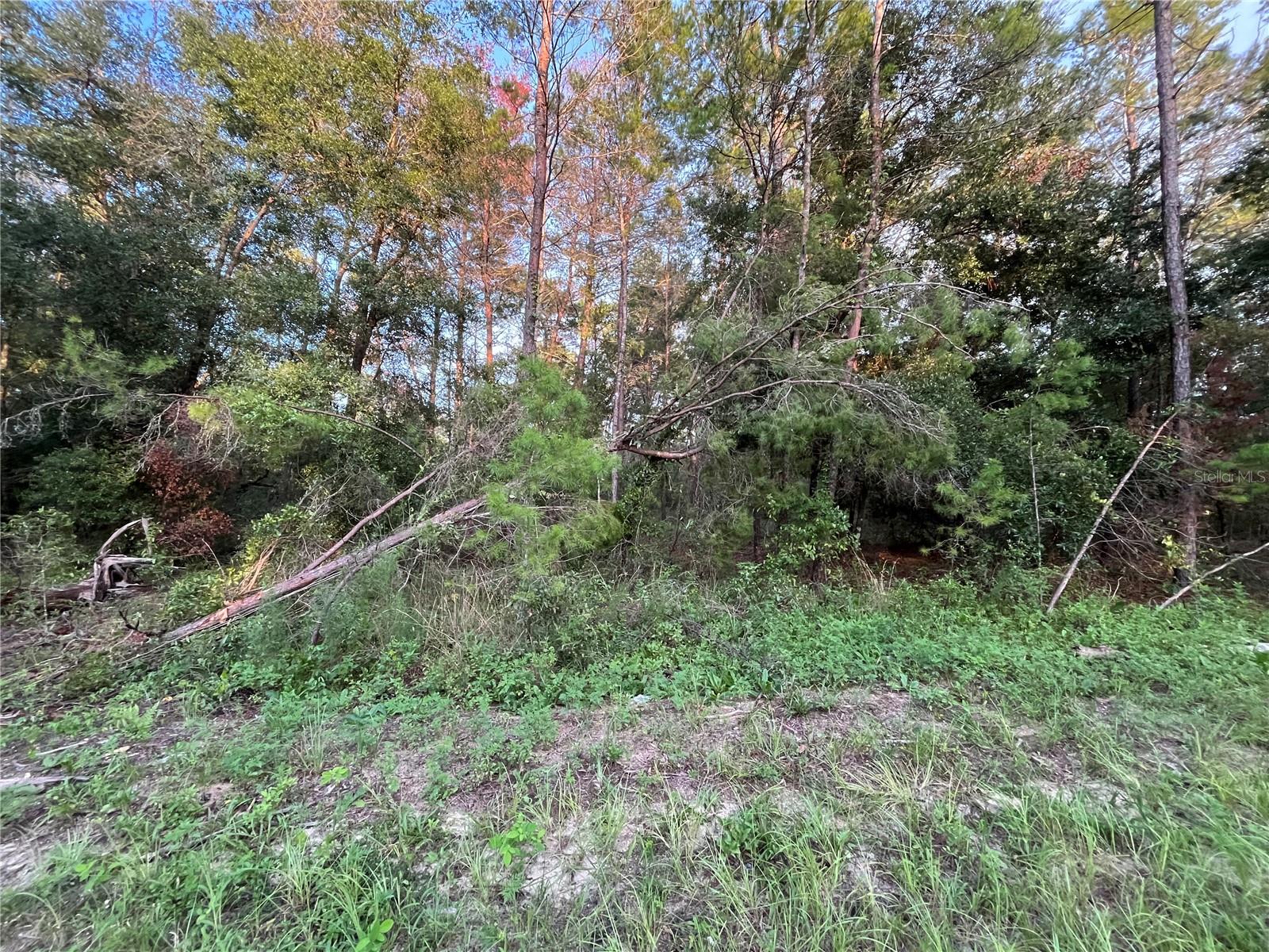 Tbd Twin Lakes Rd Property Photo 2