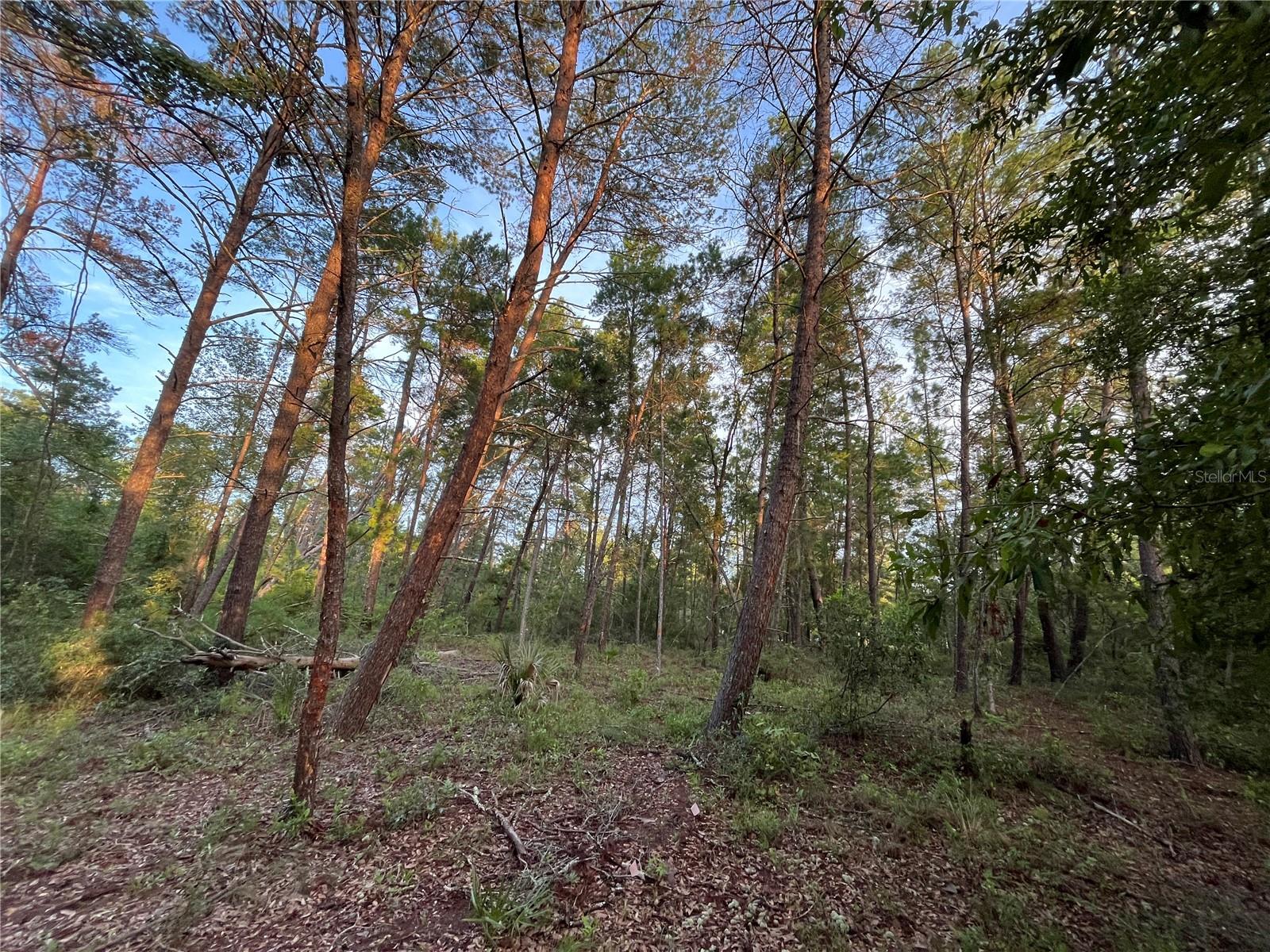 Tbd Twin Lakes Rd Property Photo 7
