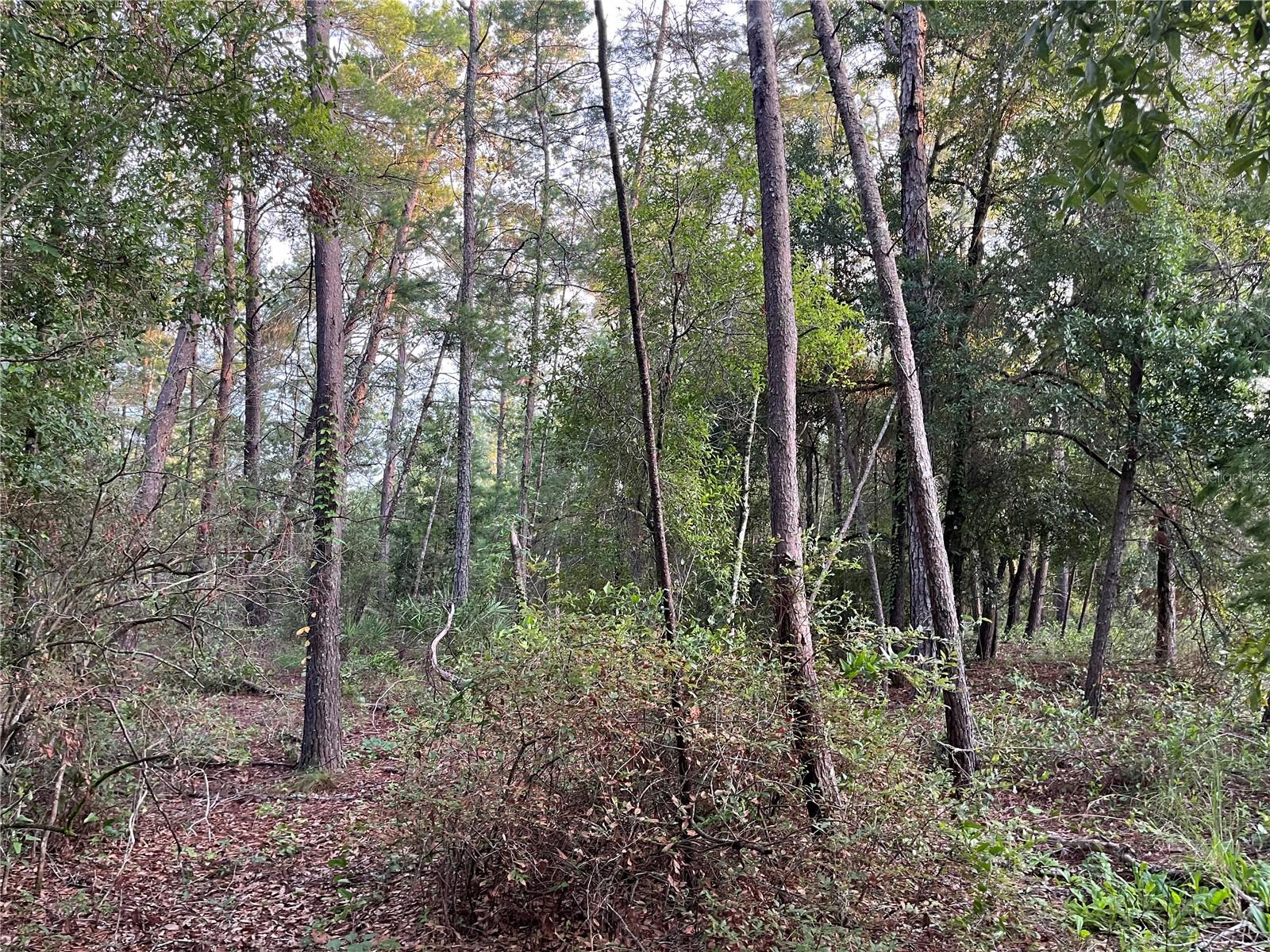 Tbd Twin Lakes Rd Property Photo 8