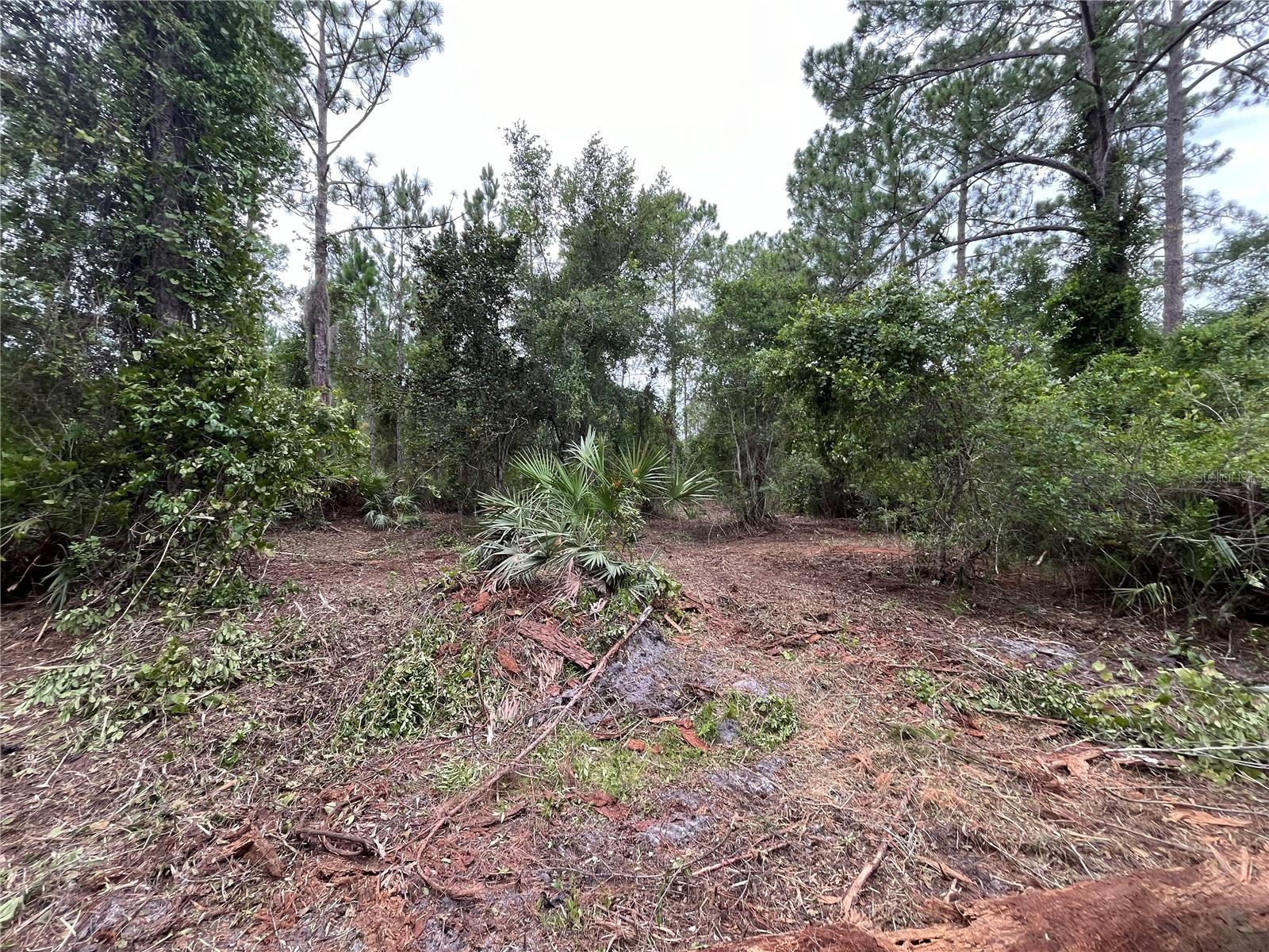 147 Roebuck St Property Photo 2